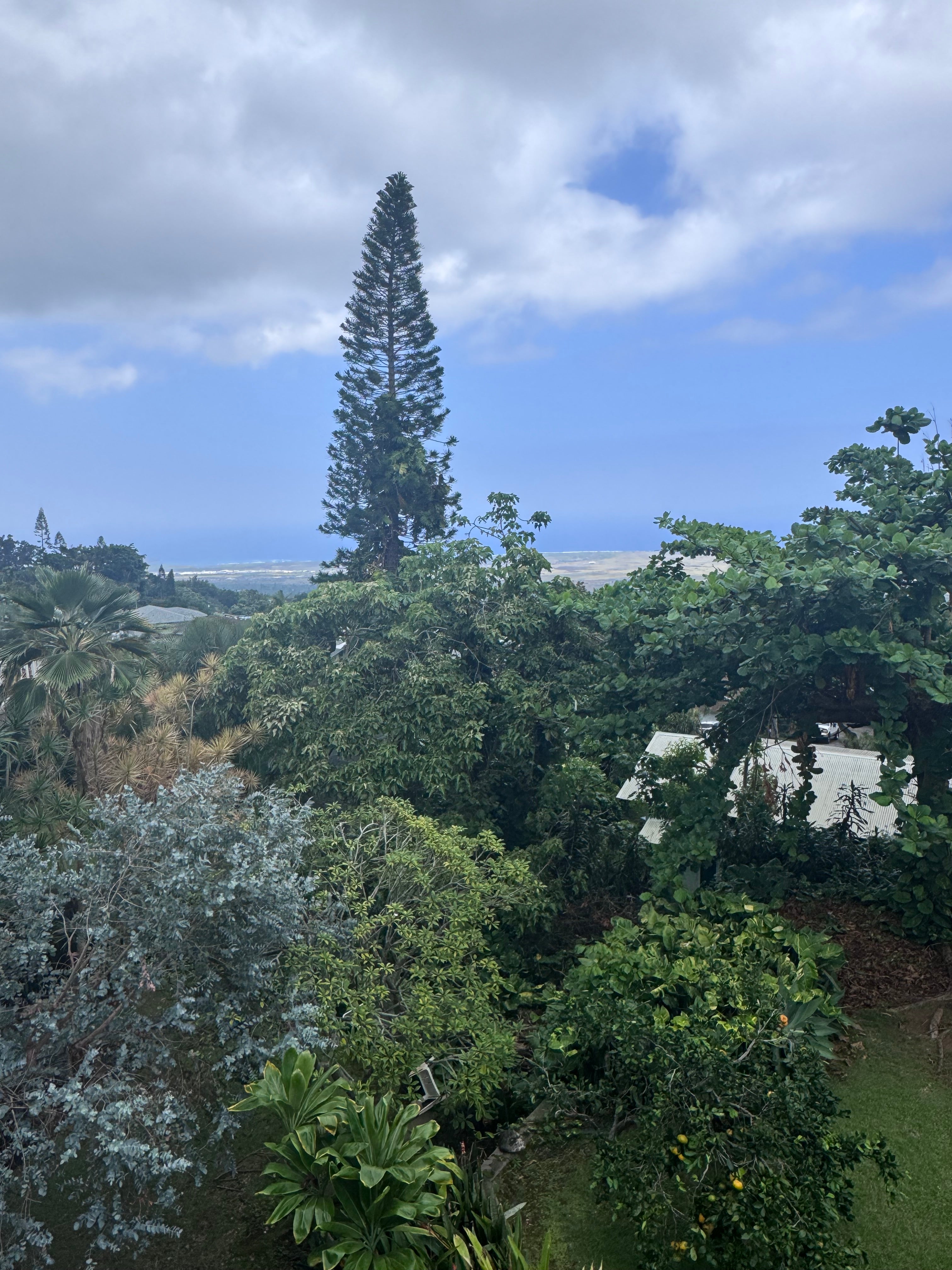 Tropical garden and rooftops frame an ocean view beneath a tall Norfolk Island pine.