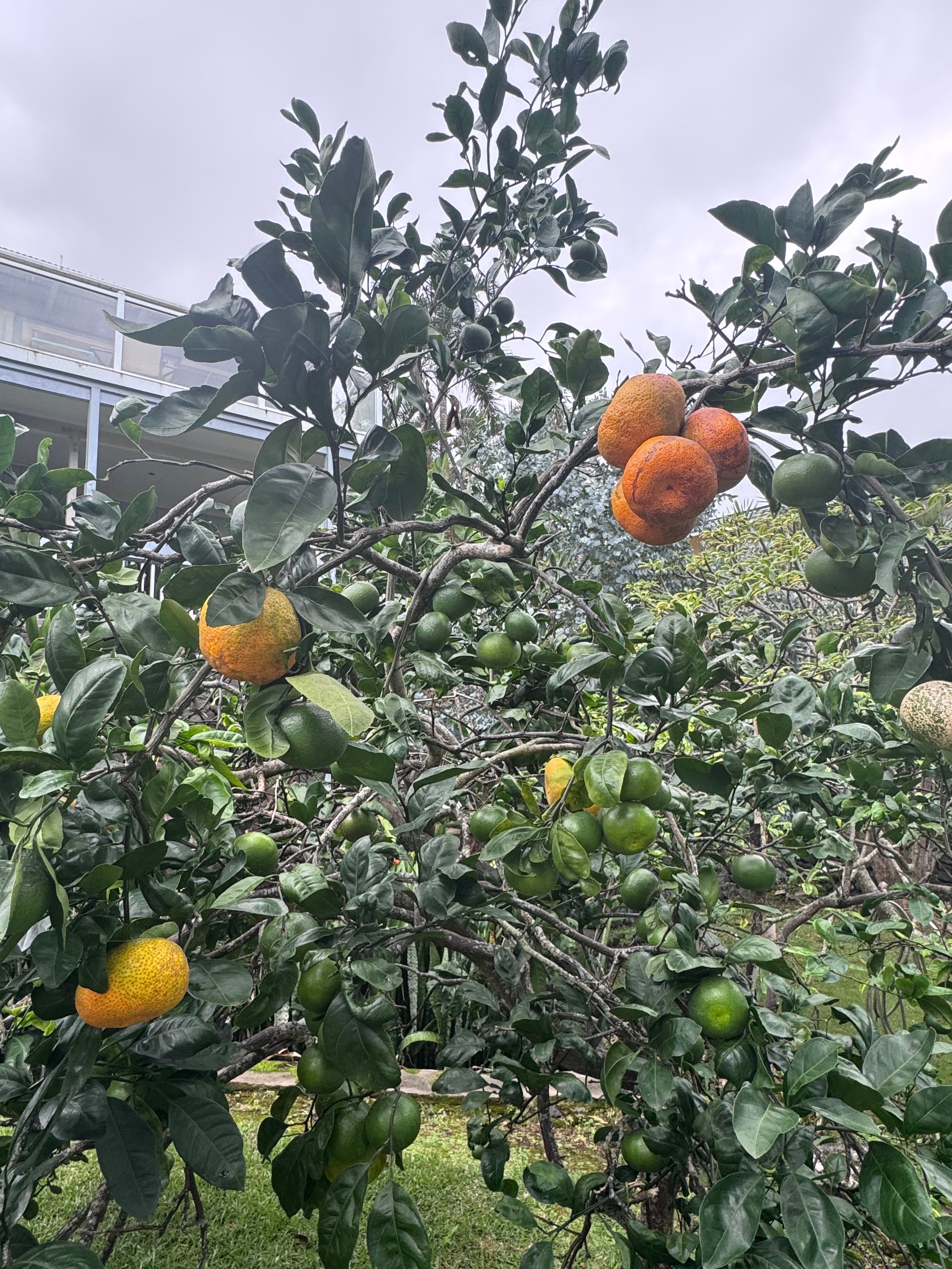 Citrus tree laden with orange and green fruit, with part of the house visible behind it.