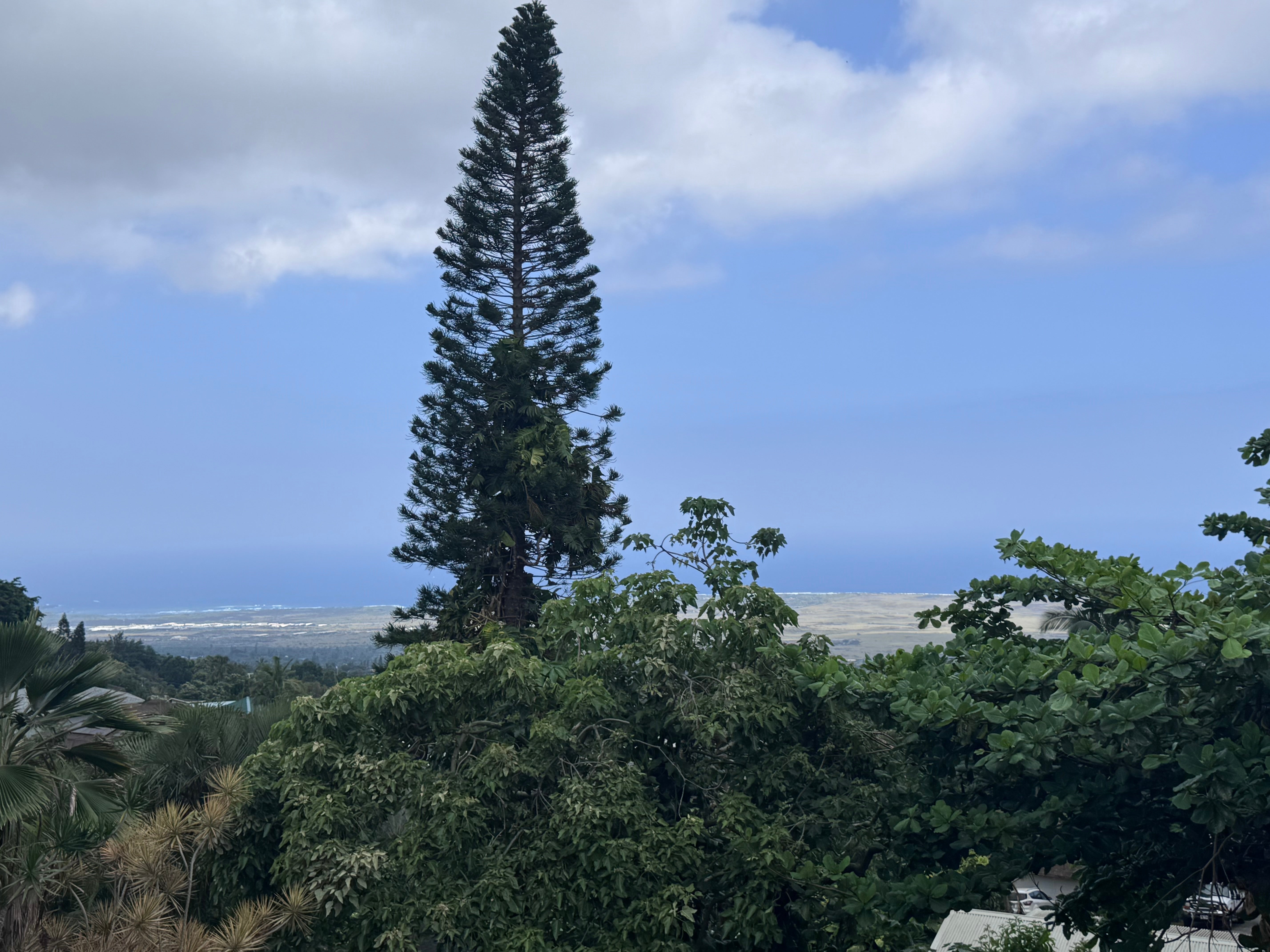 Coastal view beyond tropical greenery, framed by a tall evergreen tree.