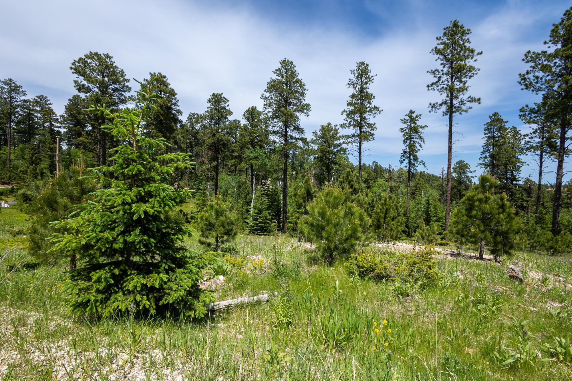 13.66 Acres Magpie Road