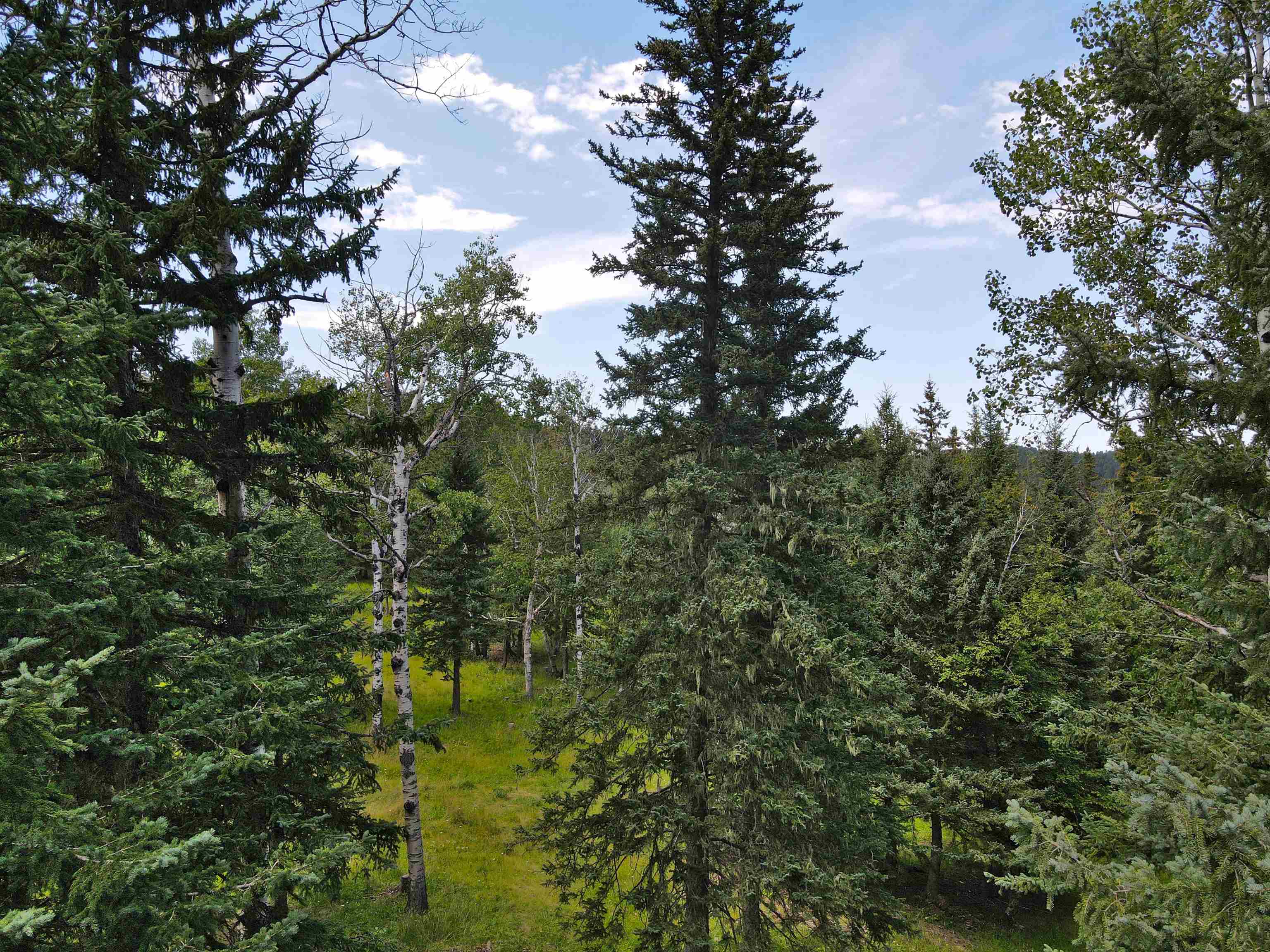 21334 Golden Slope Trail