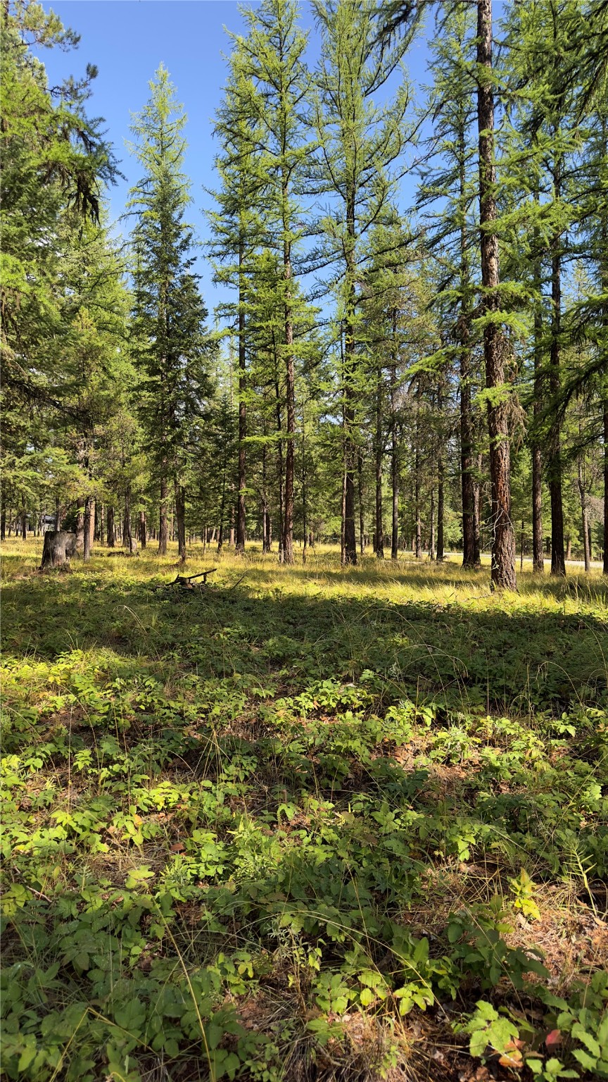 NHN Forest Loop