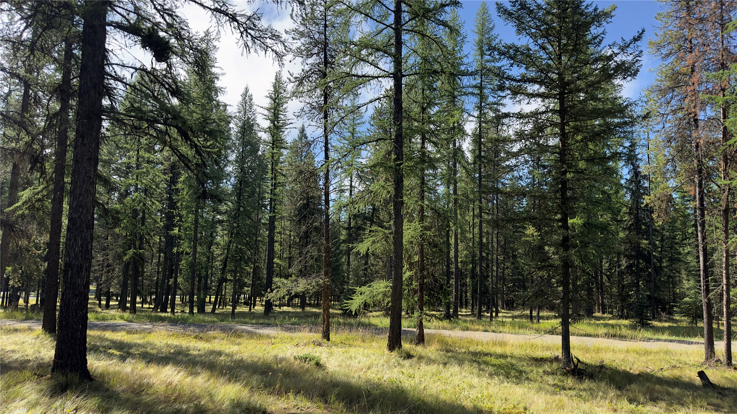 NHN Forest Loop
