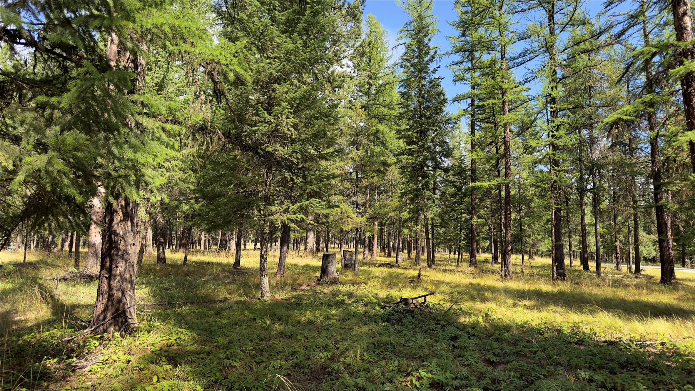 NHN Forest Loop