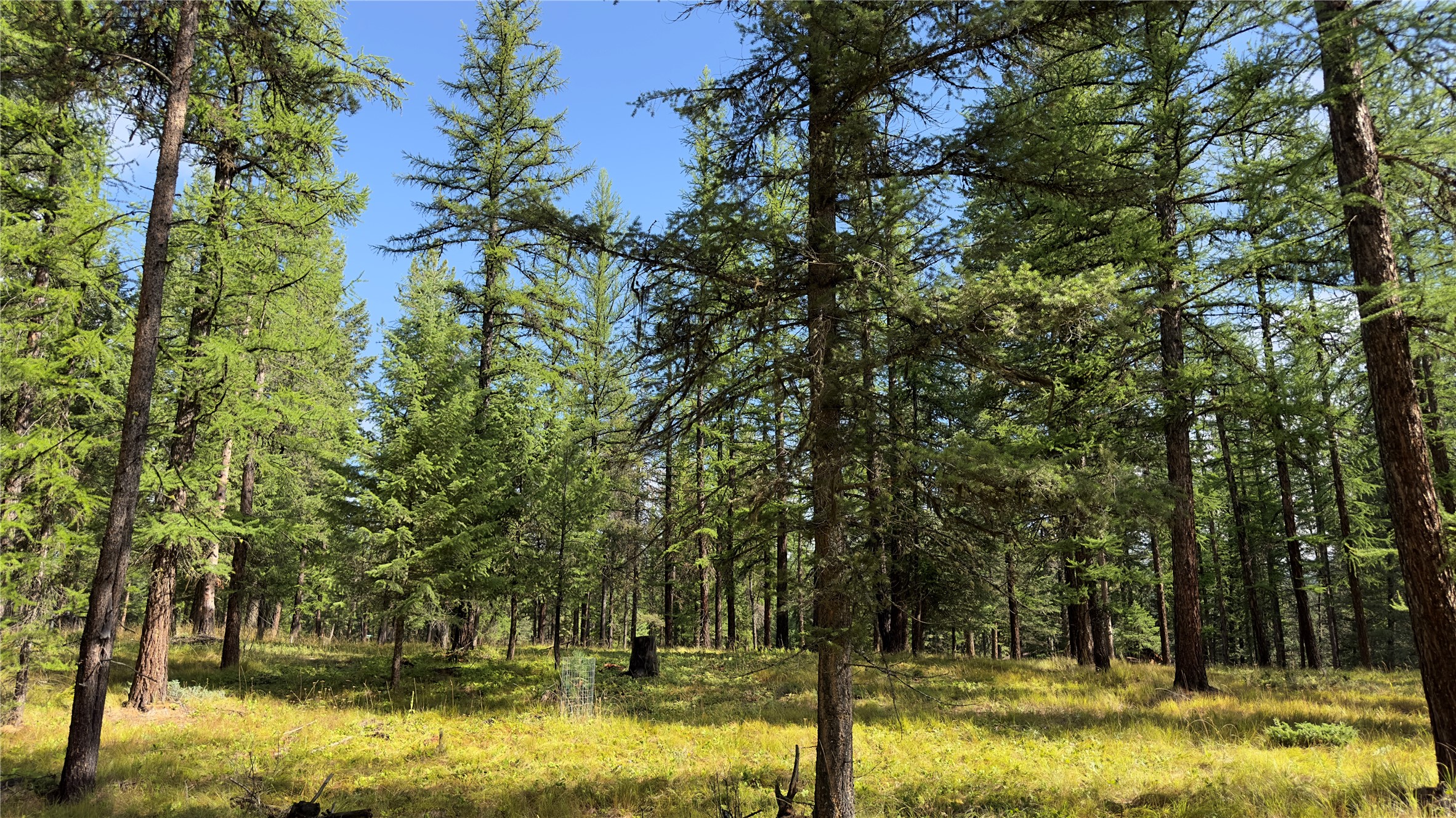 NHN Forest Loop