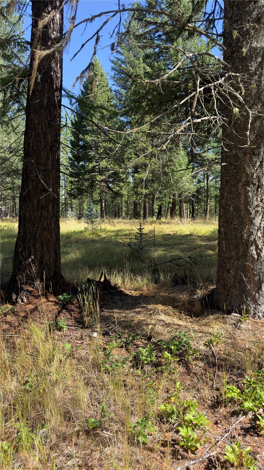NHN Forest Loop