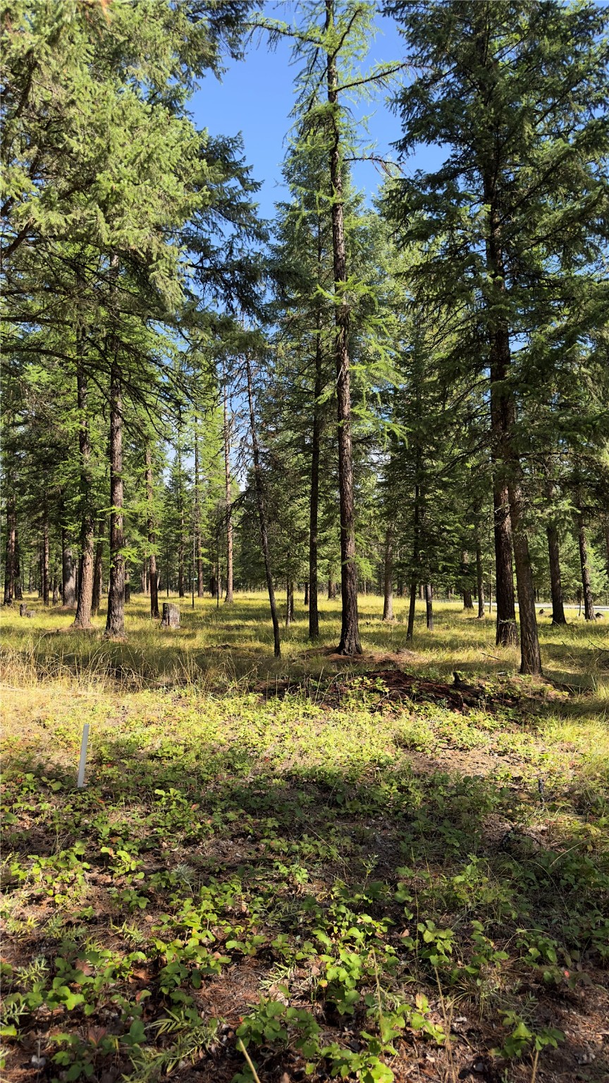 NHN Forest Loop