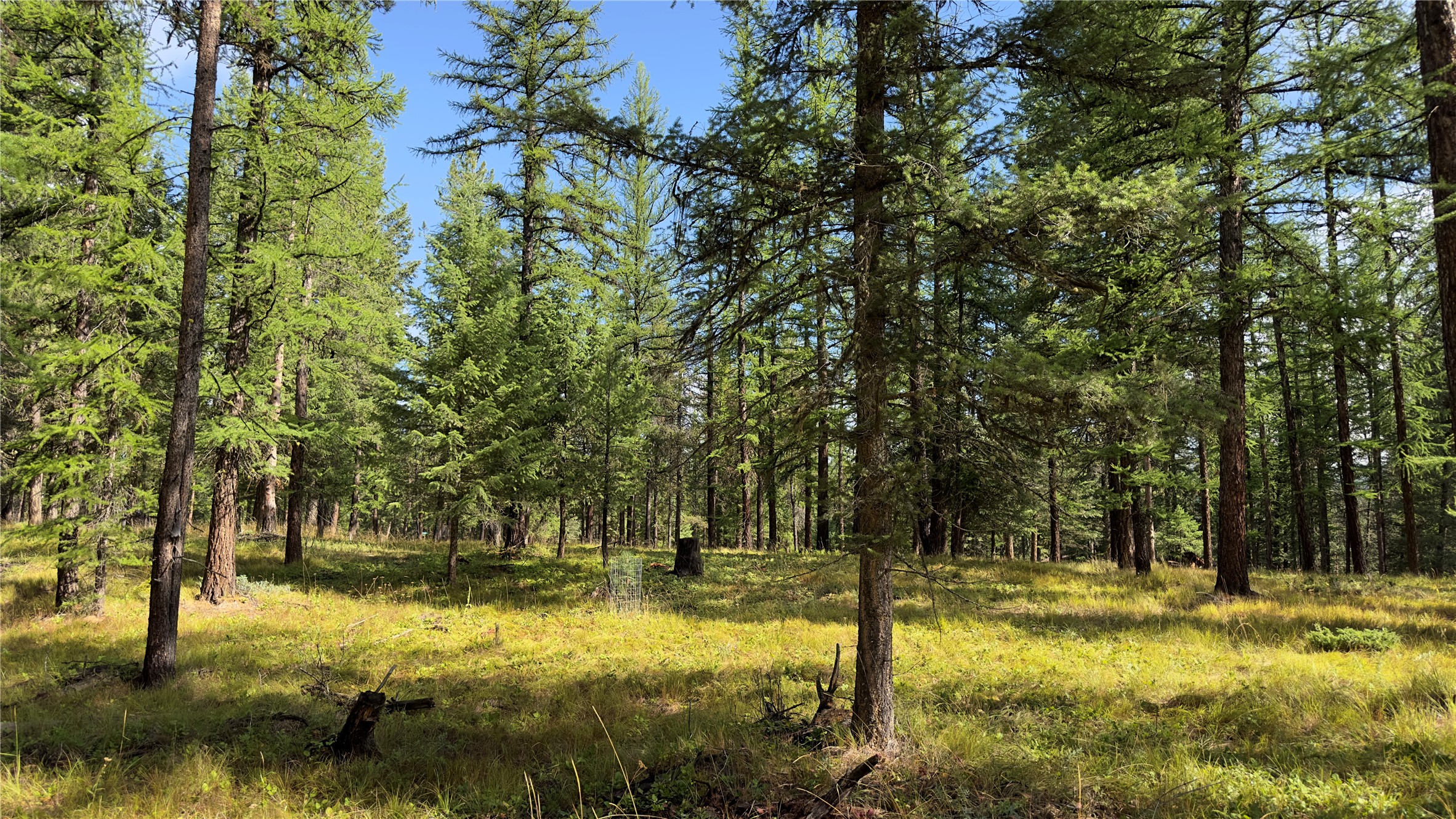 NHN Forest Loop