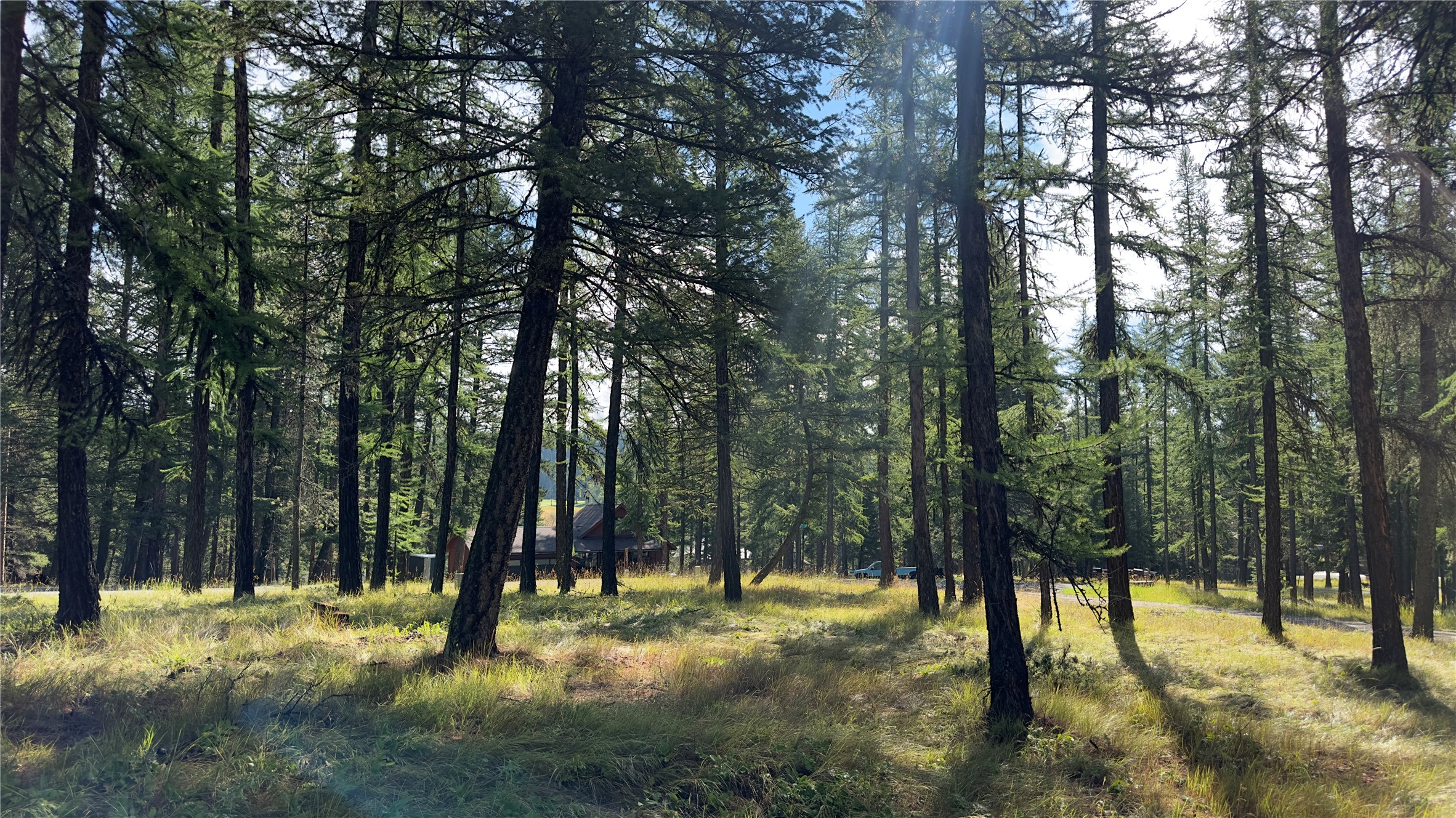 NHN Forest Loop