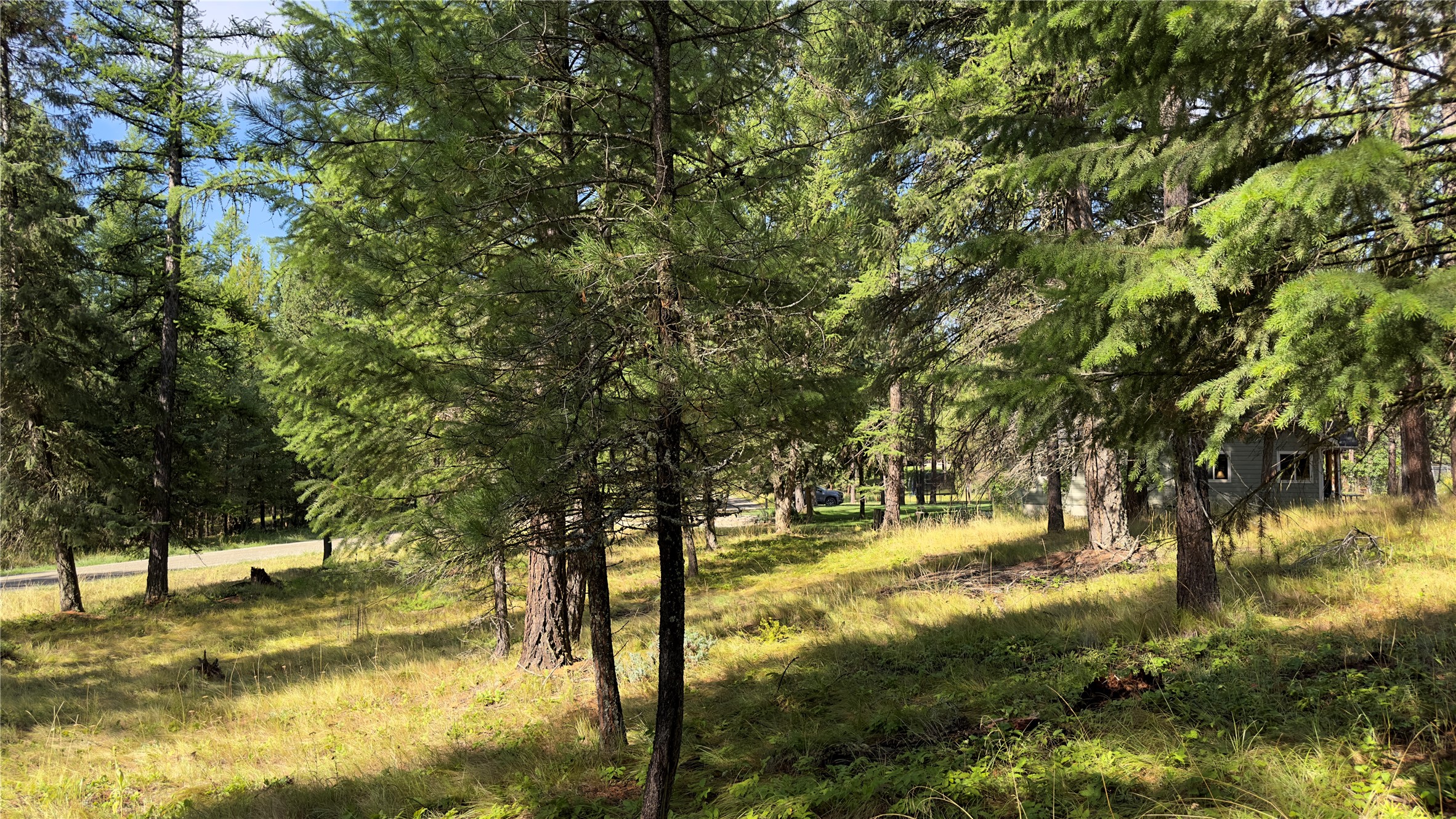 NHN Forest Loop