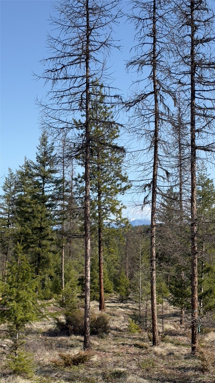 TBD Kootenai Echo Trail