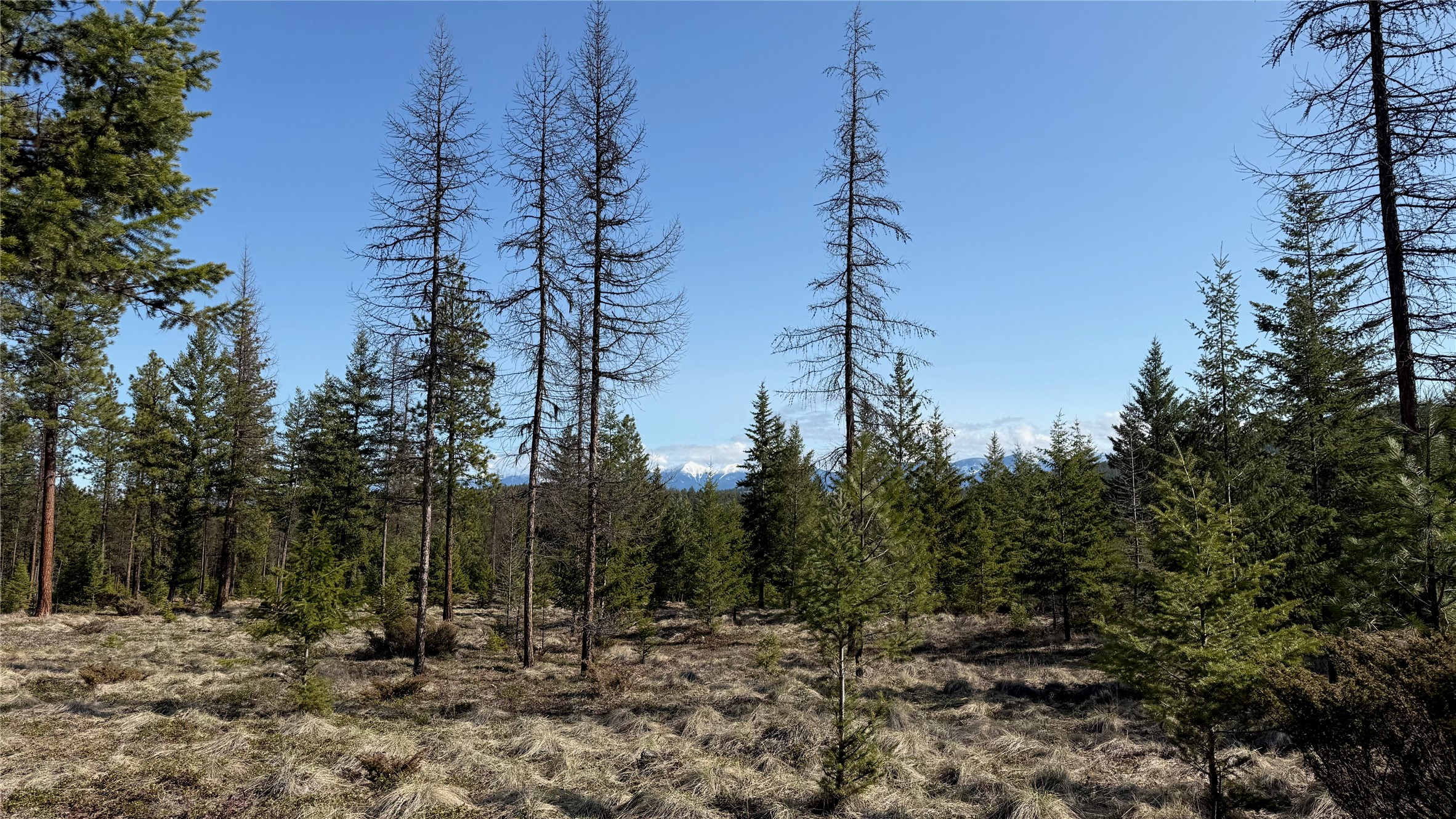 TBD Kootenai Echo Trail