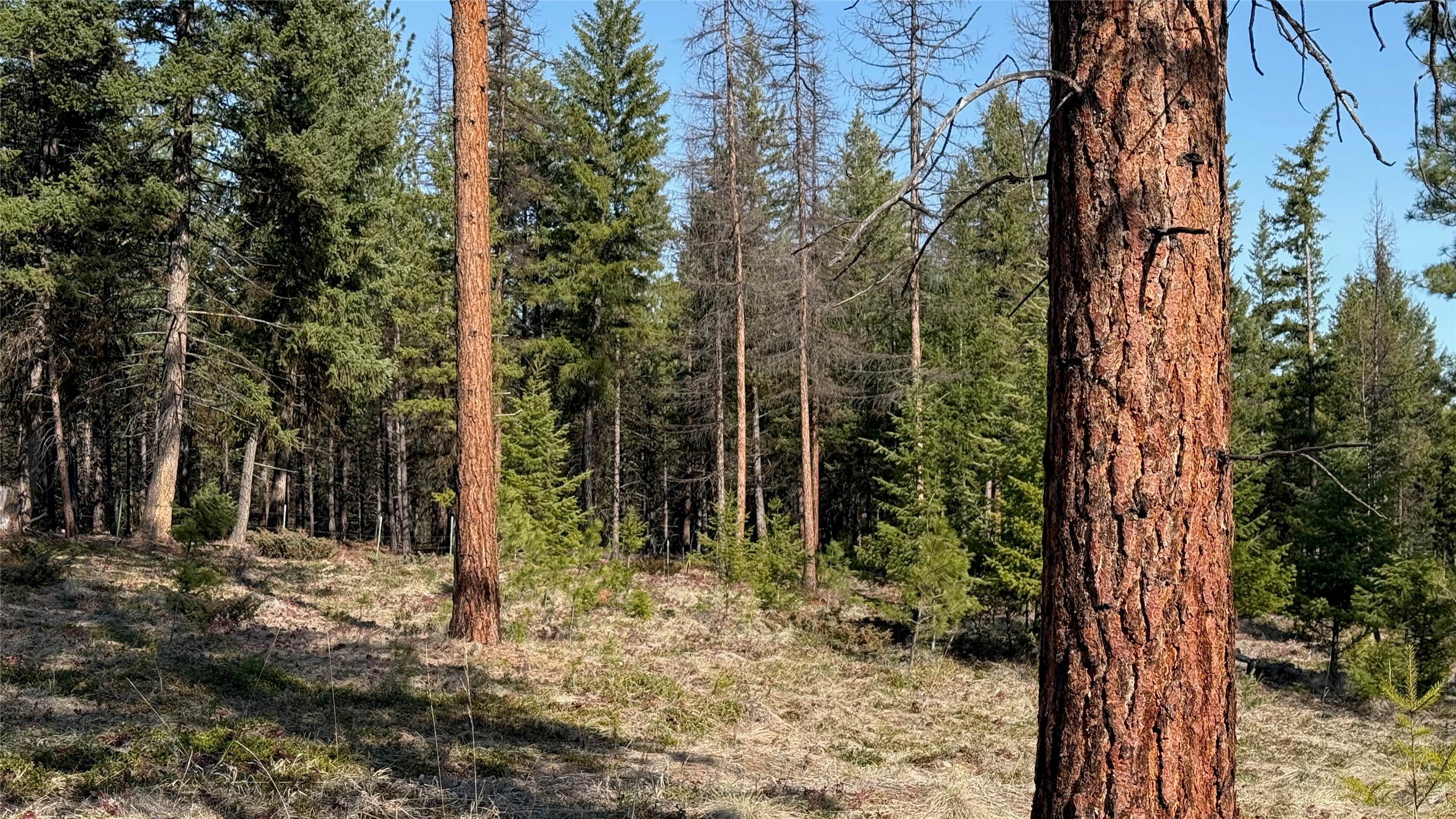 TBD Kootenai Echo Trail