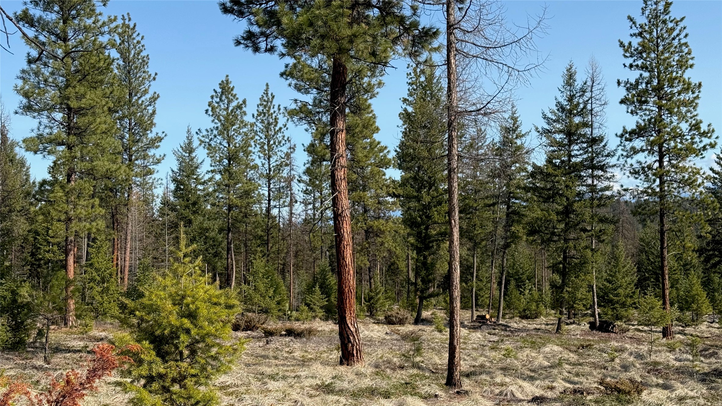 TBD Kootenai Echo Trail
