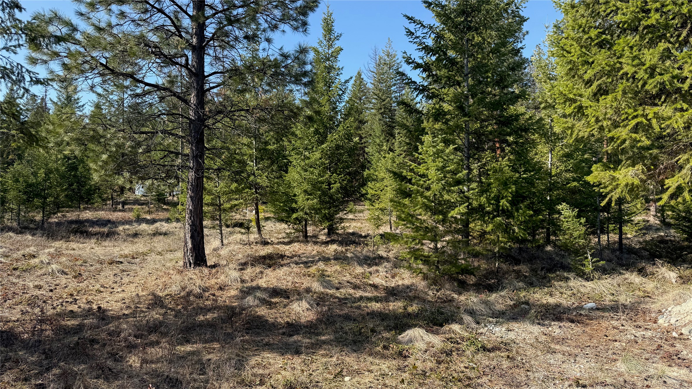 TBD Kootenai Echo Trail
