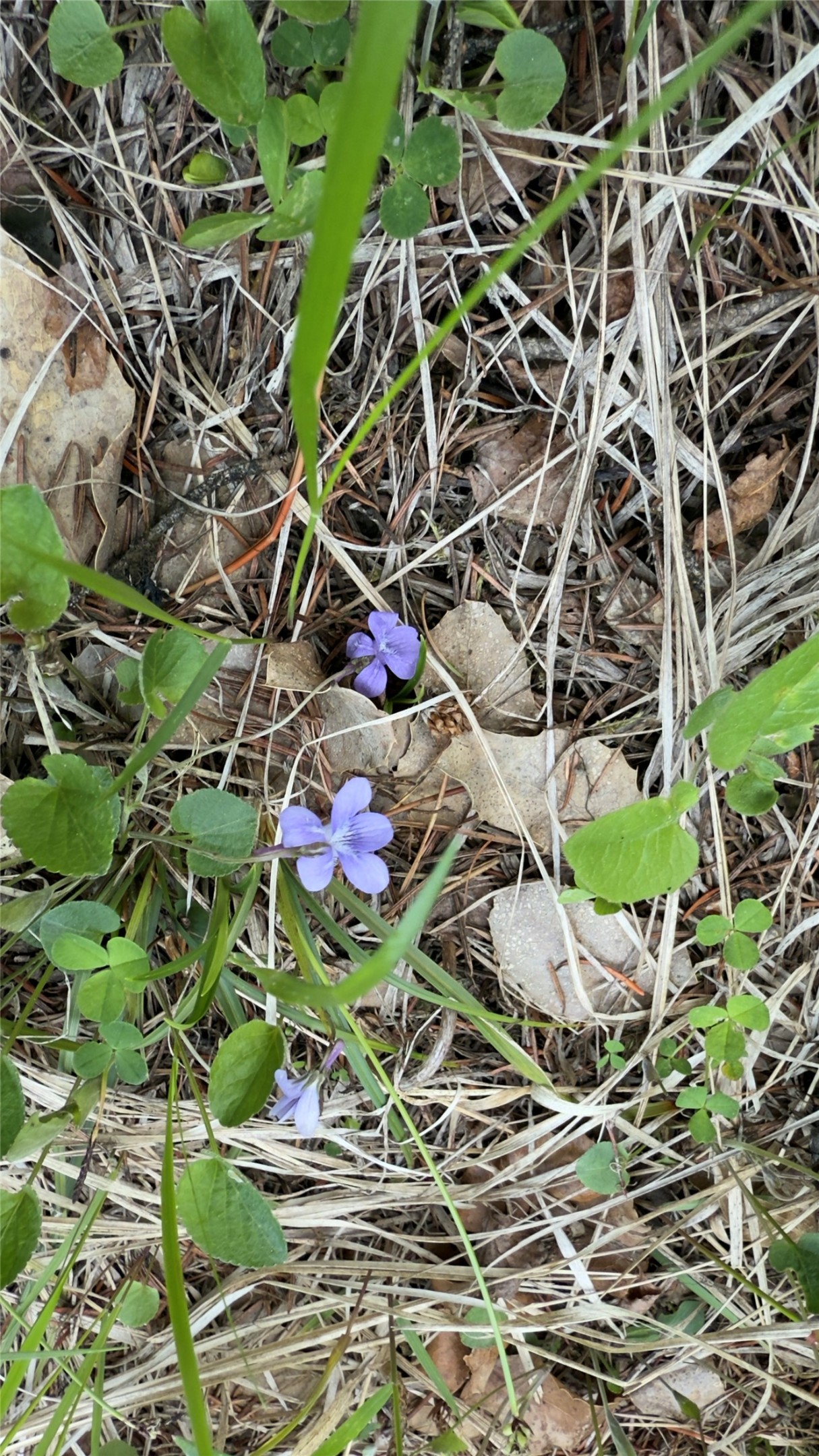 2096 Marl Lake Creek Road