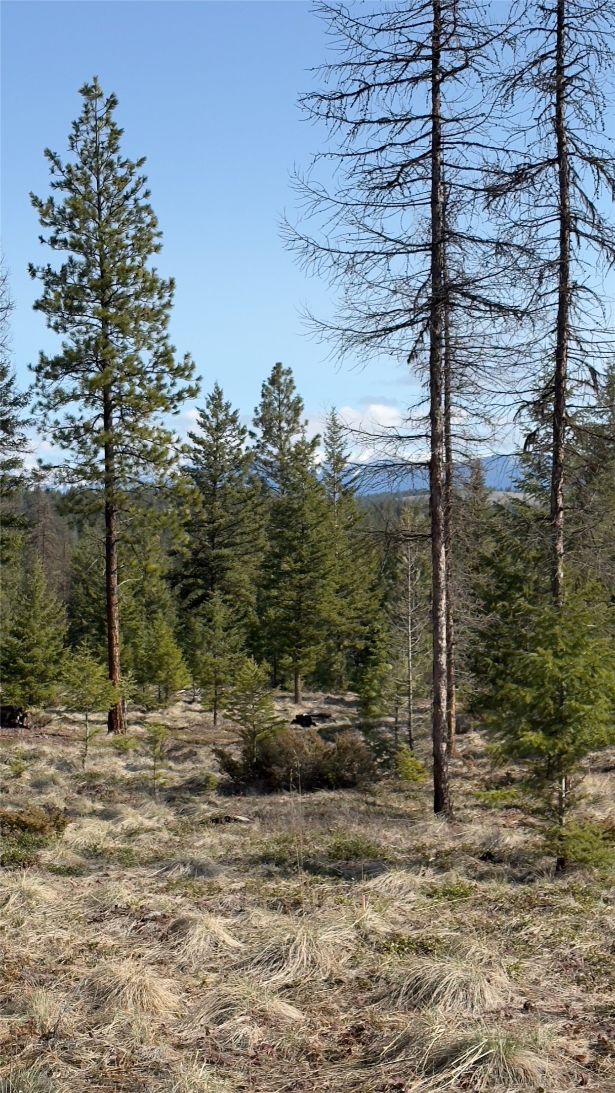 TBD Kootenai Echo Trail
