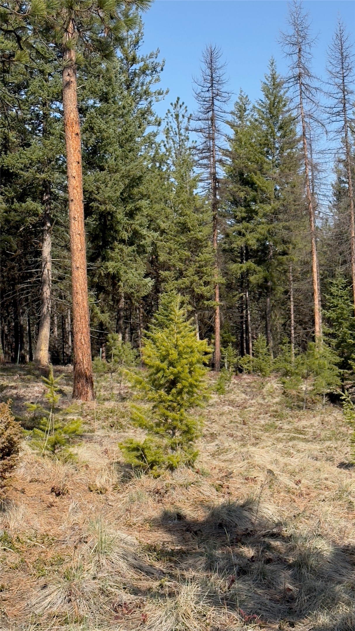 TBD Kootenai Echo Trail