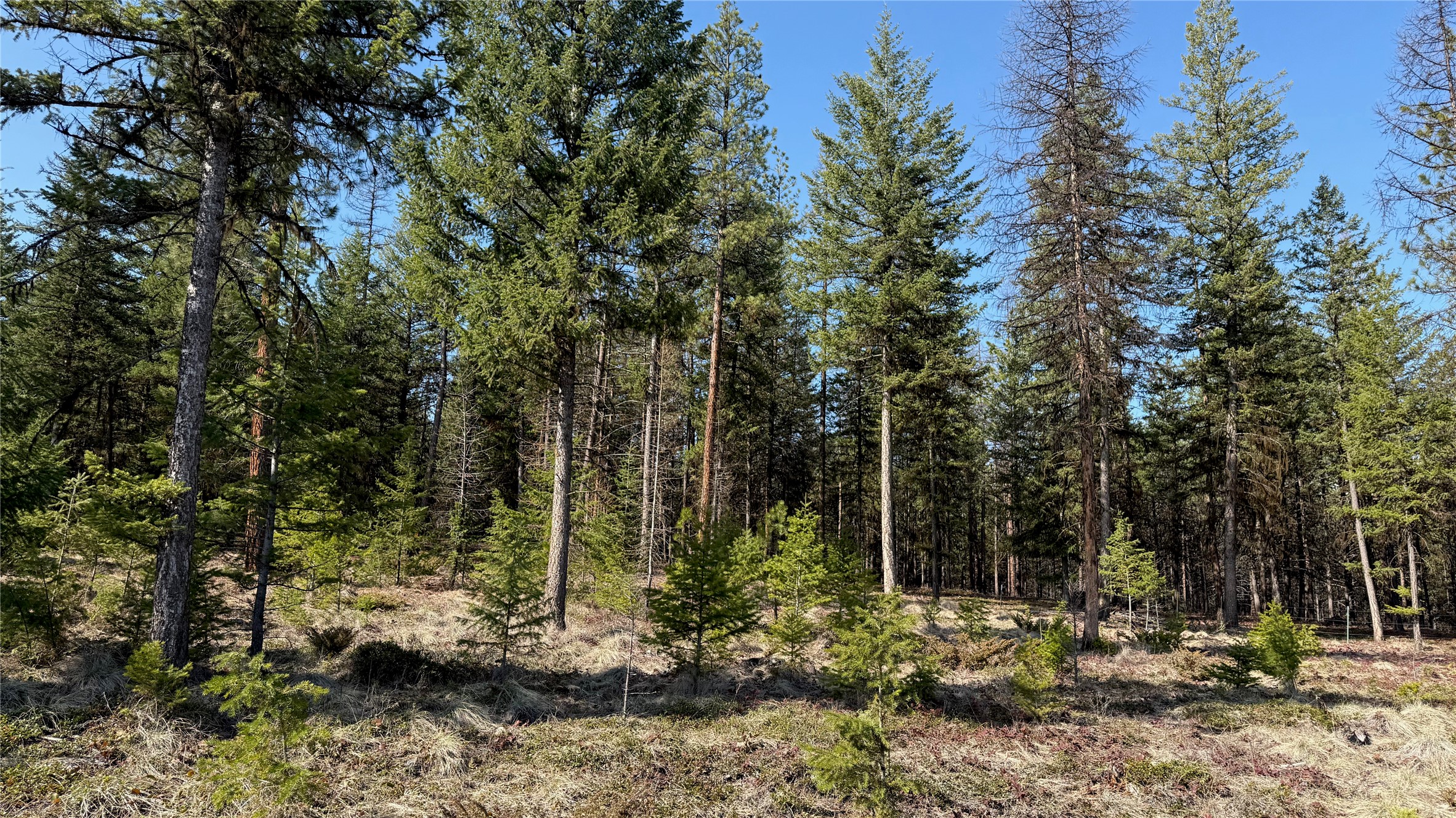 TBD Kootenai Echo Trail