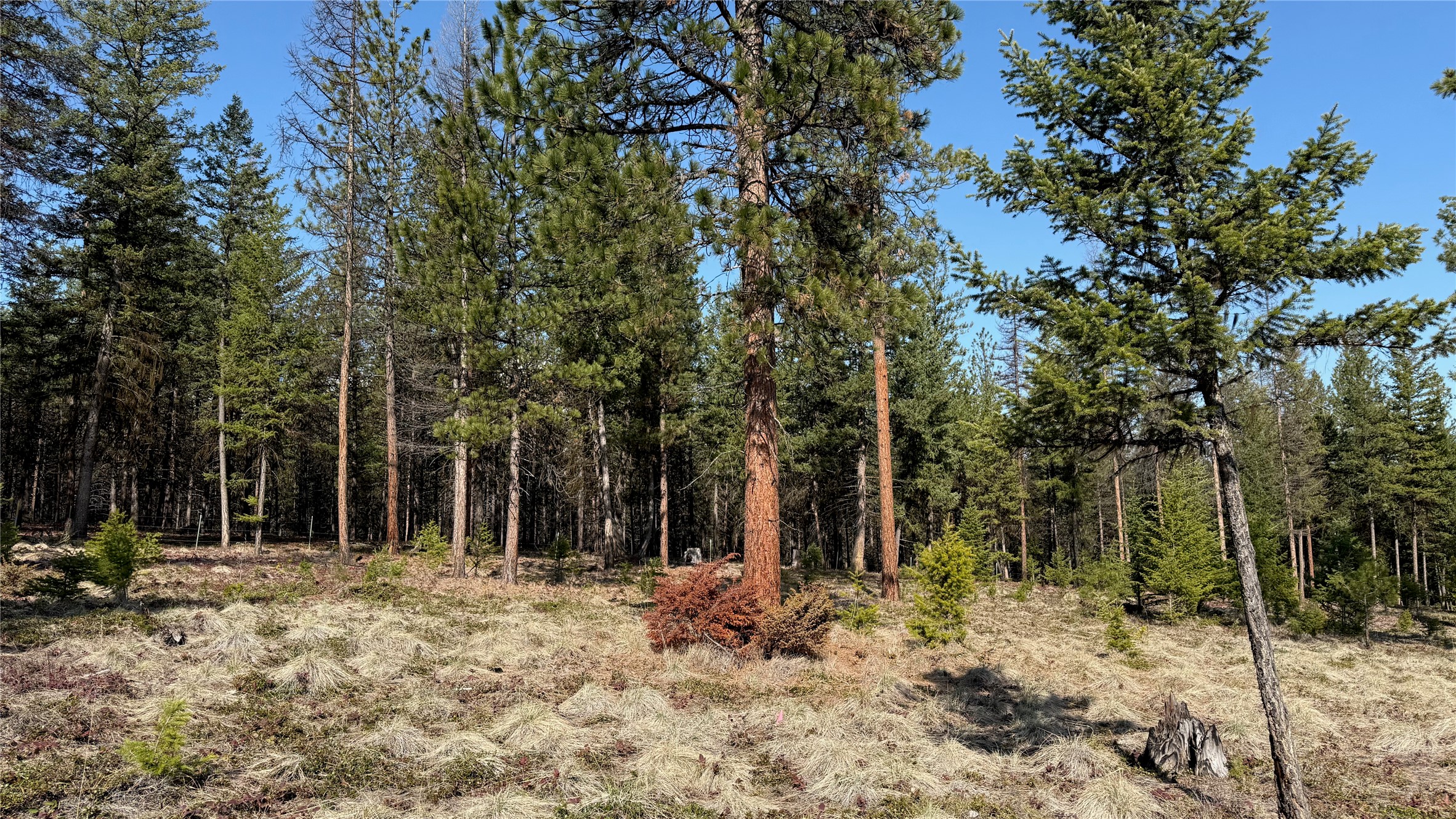 TBD Kootenai Echo Trail