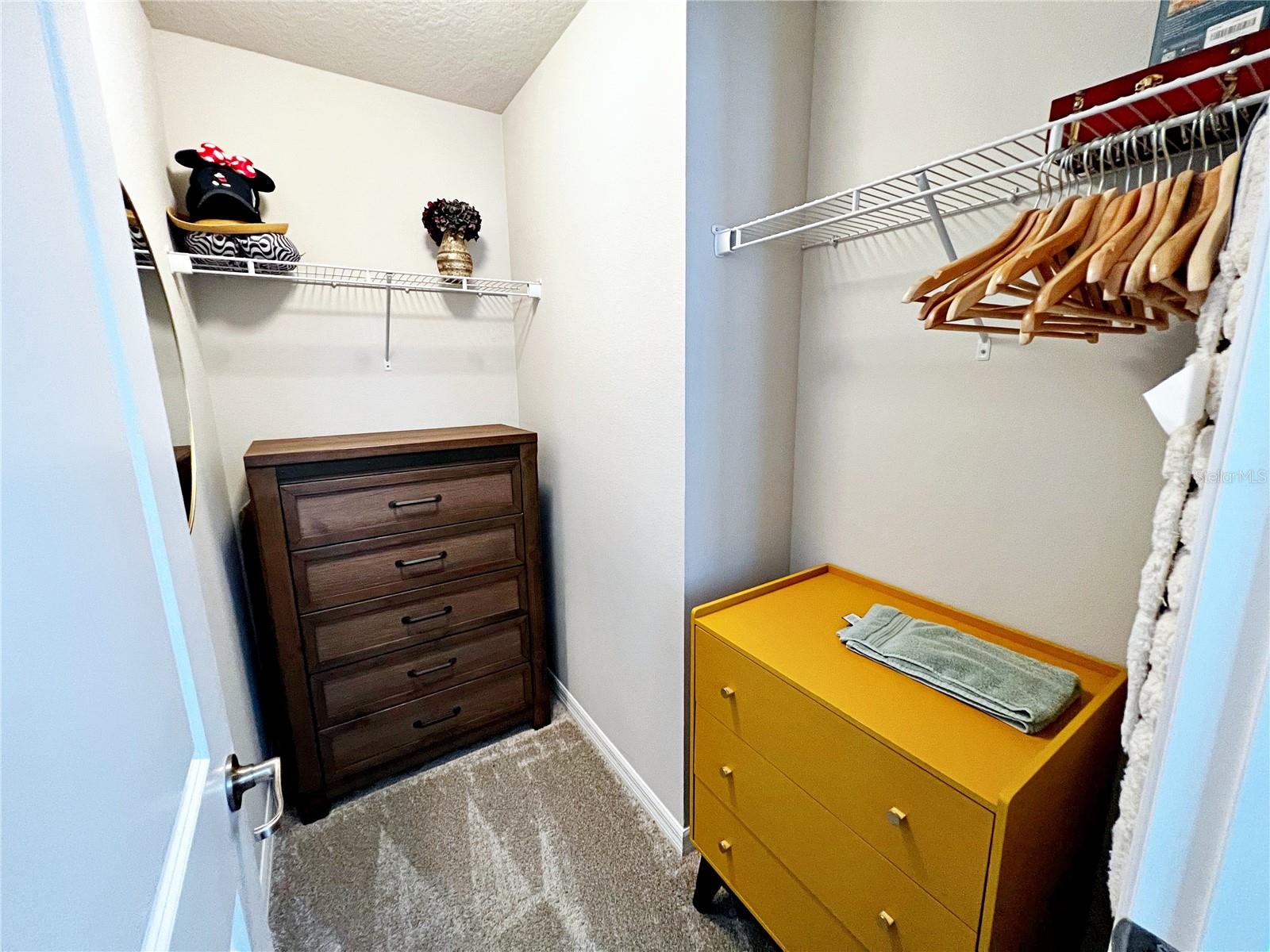 2205 GOPHER TORTOISE TER