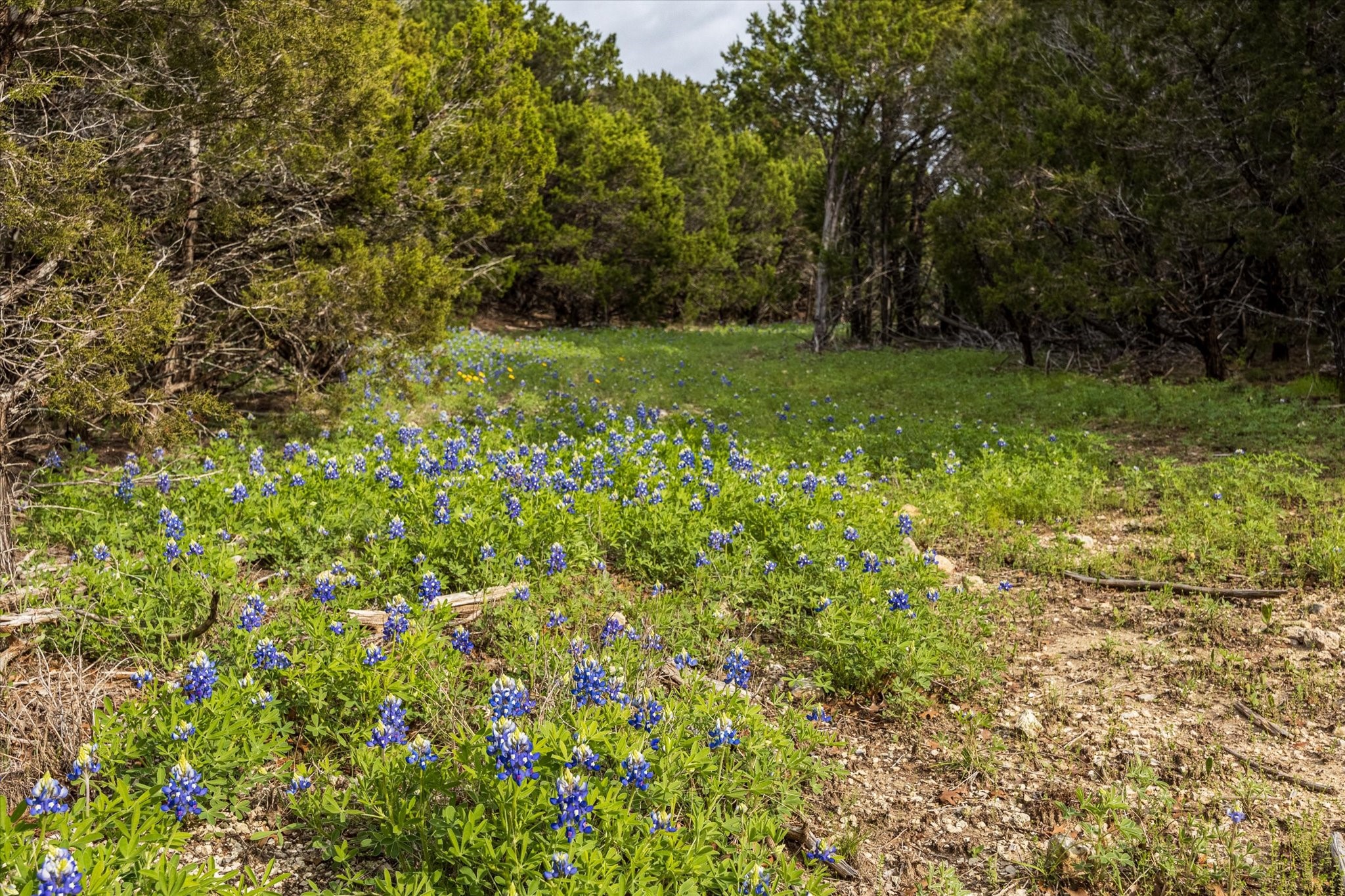 1434 County Road 2130 (75)