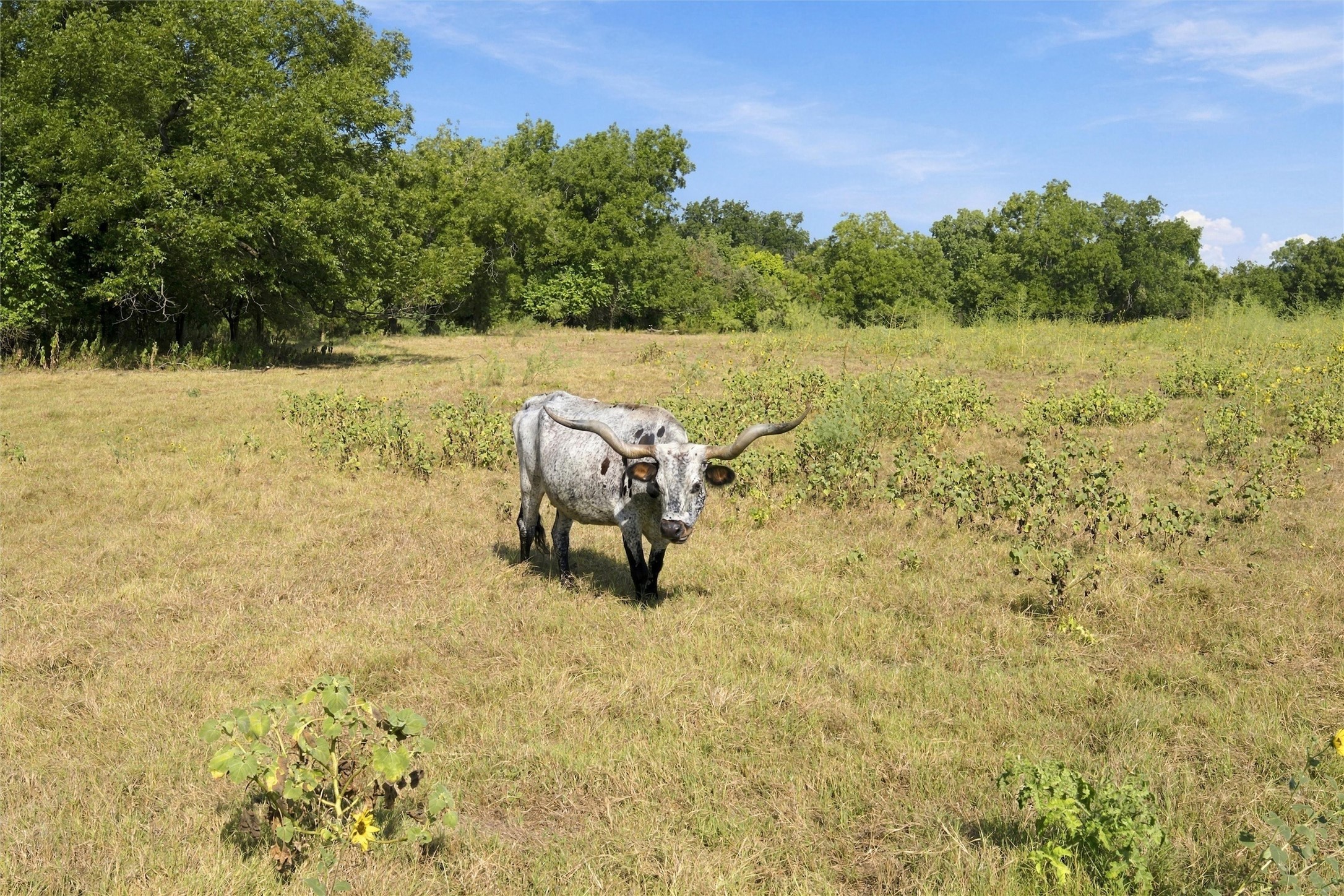Rural pasture with a longhorn standing in dry grass near a tree line.