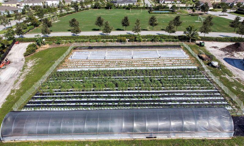 Cultivated acreage with planting rows and a long hoop greenhouse beside a tree-lined road.