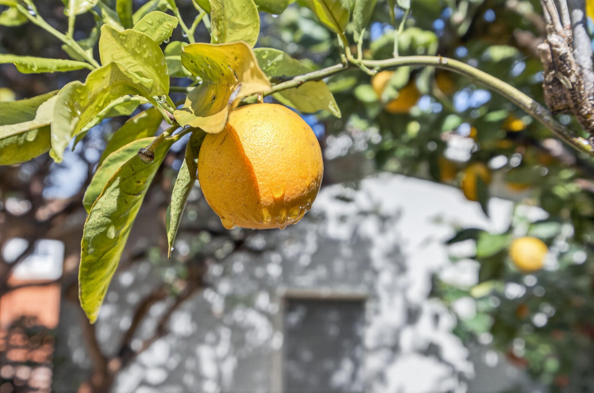 664 Lemon Grove Avenue