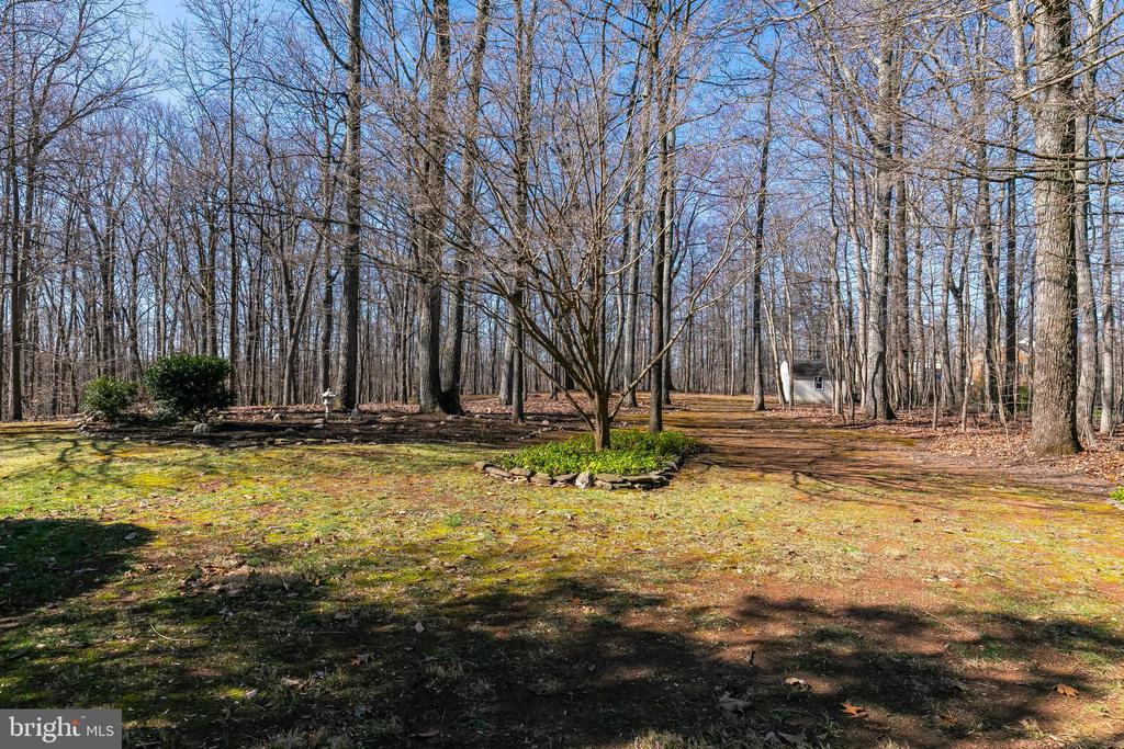Wooded yard with a patchy lawn, mature bare trees, and a landscaped island around a tree.
