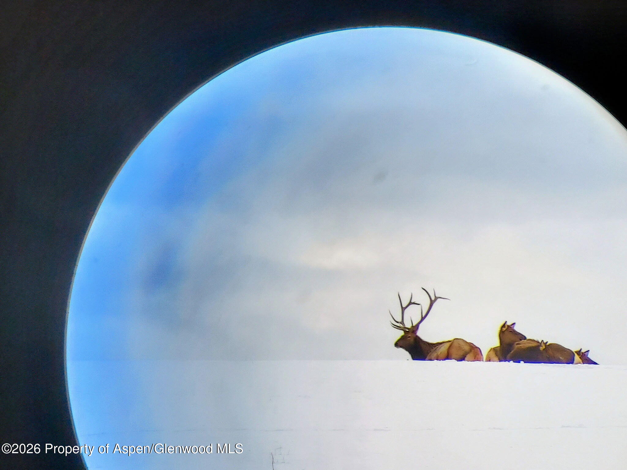 Elk with a bull’s large antlers stand behind a snowy ridge, framed by a circular opening.