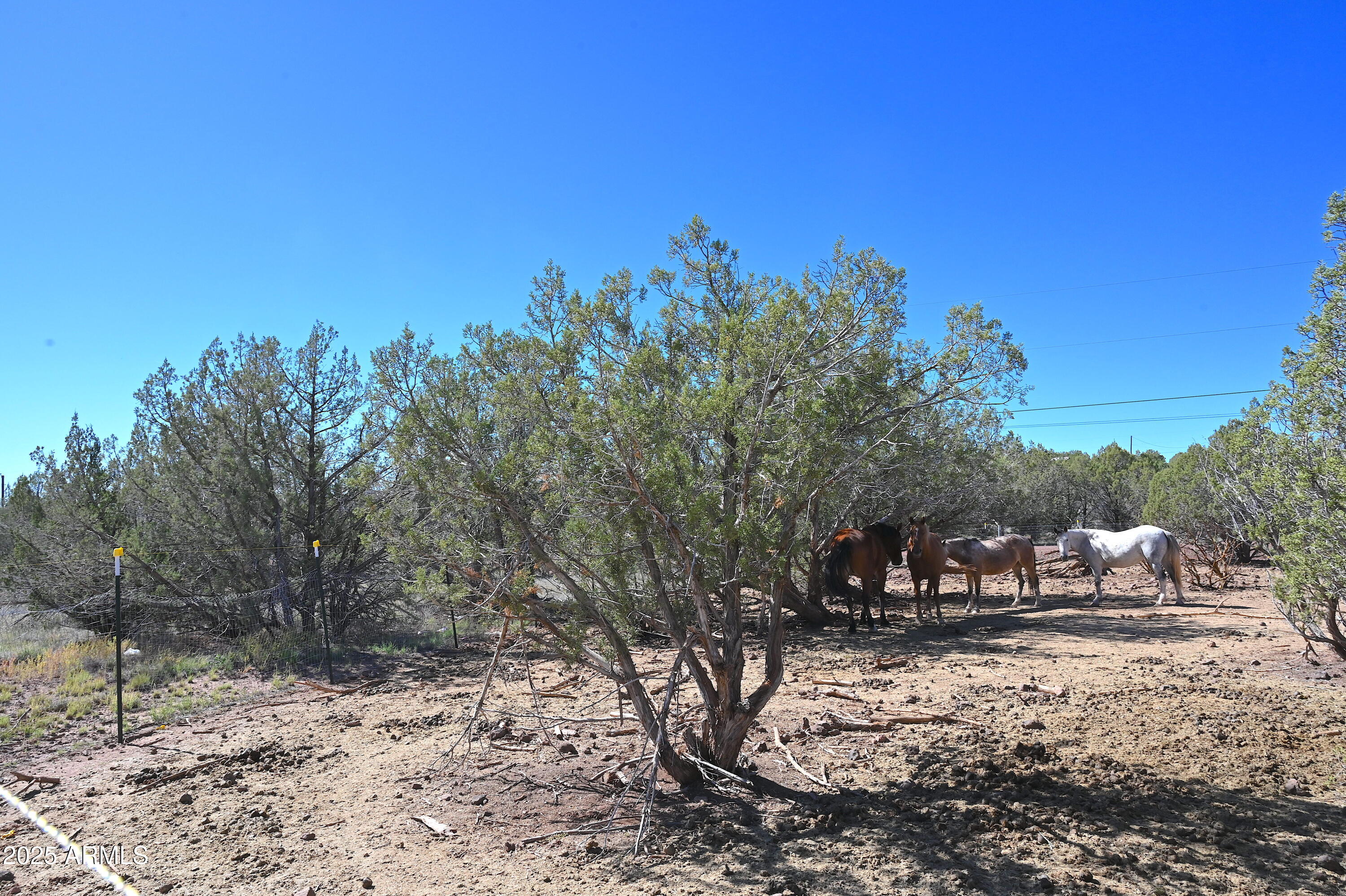 2445 N LUANA Drive, 807, Williams Unit: 807