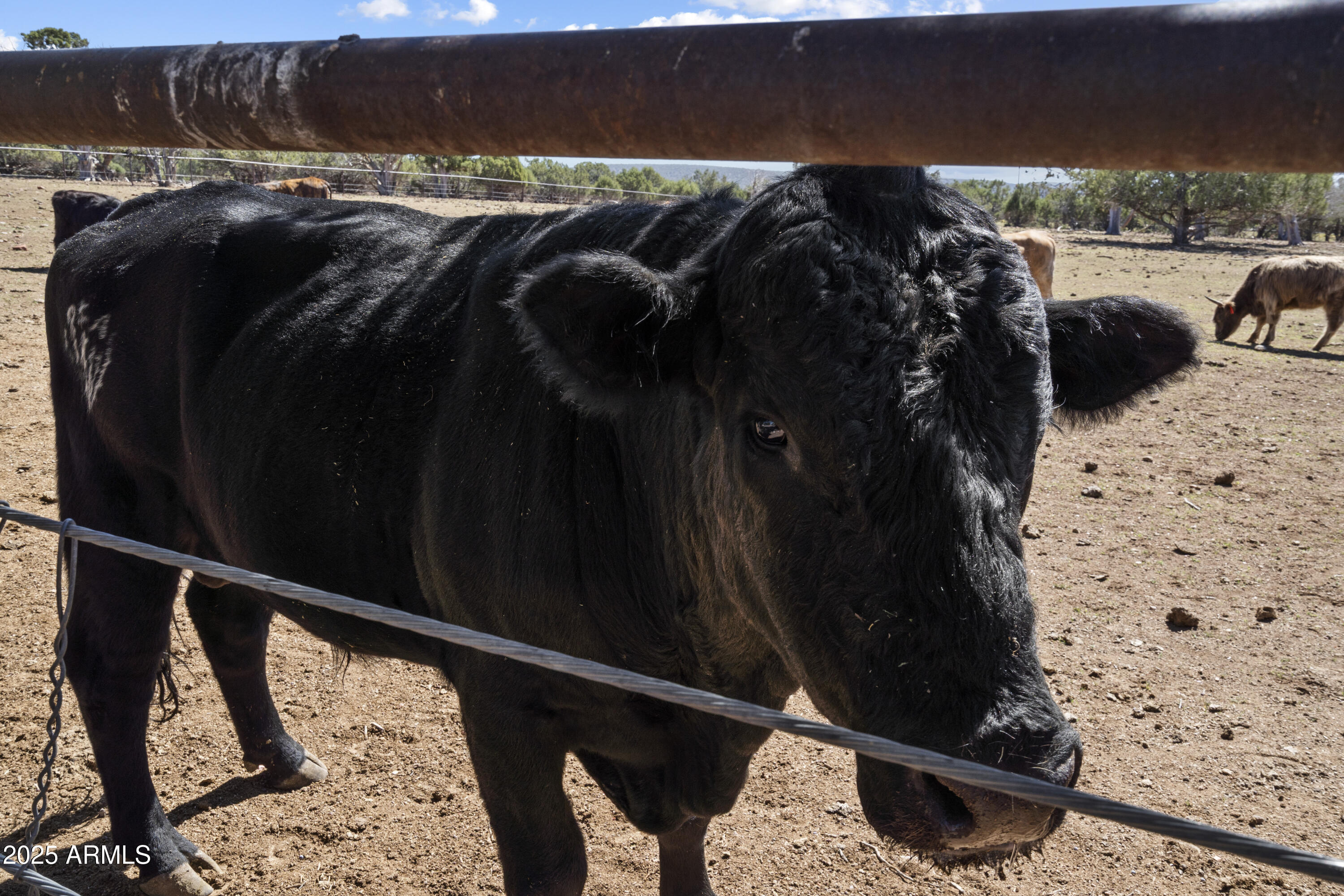 33425 W COWBOY CLINT Way, Seligman