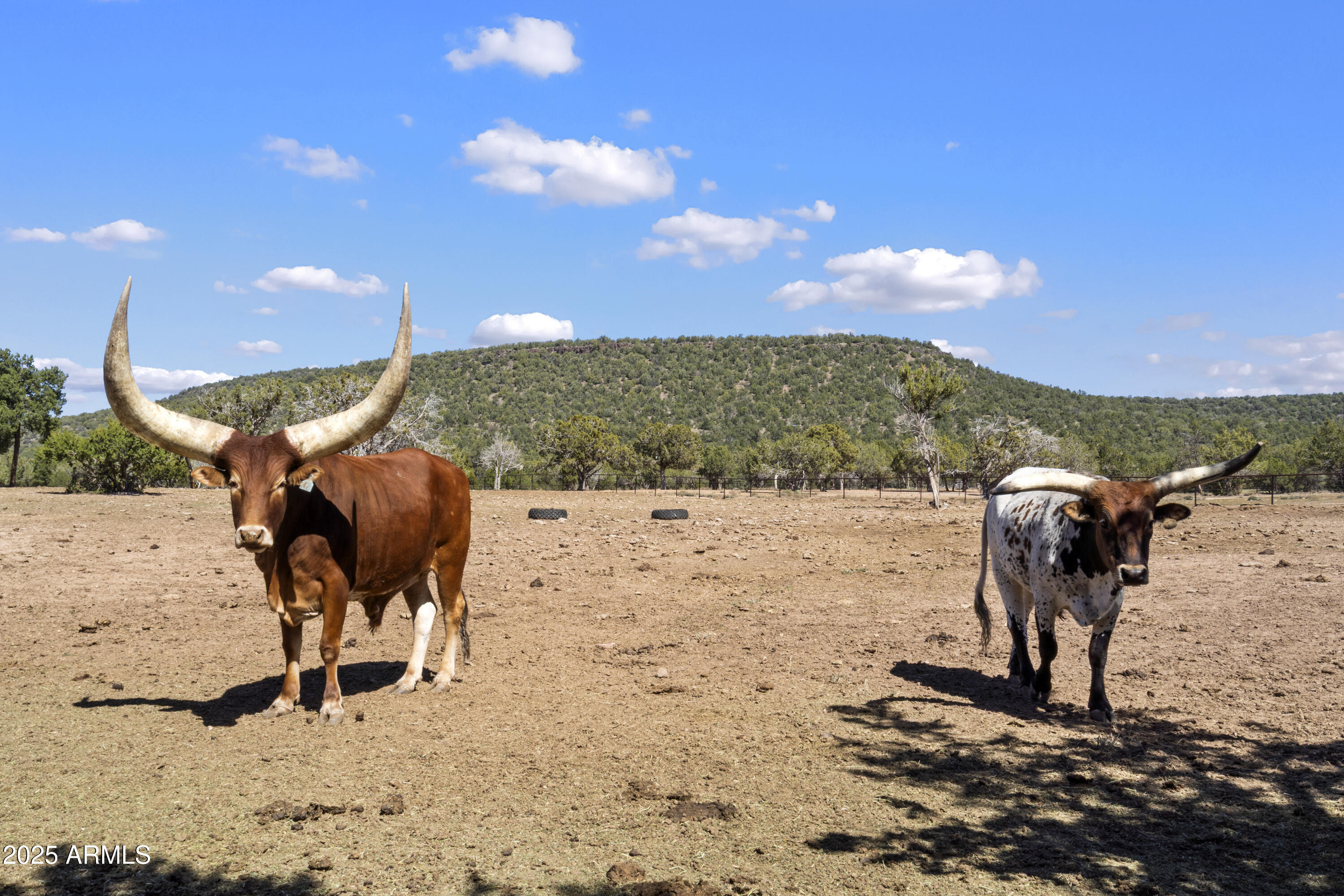 33425 W COWBOY CLINT Way, Seligman