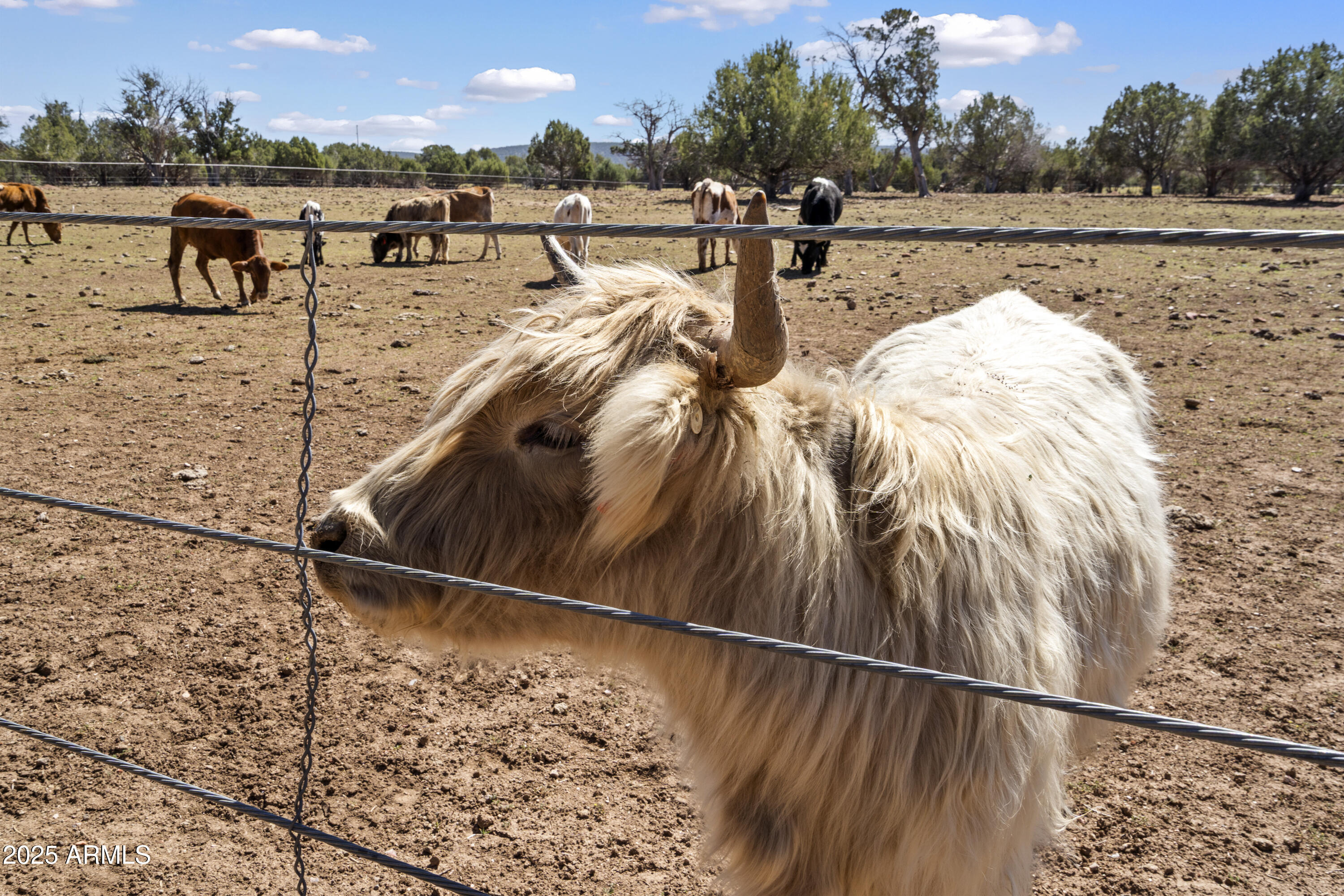 33425 W COWBOY CLINT Way, Seligman