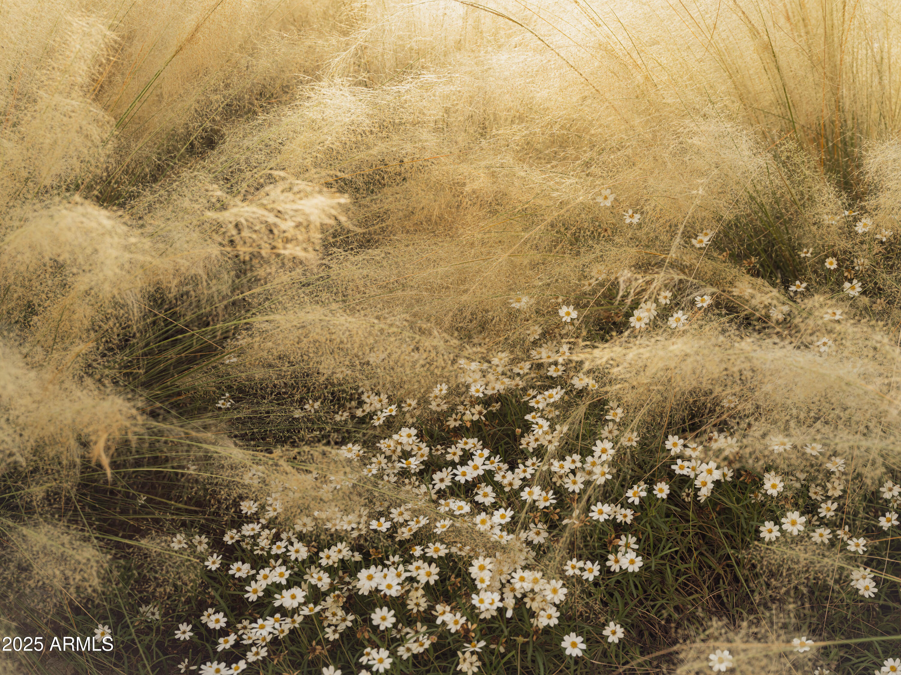 4747 E ARROYO VERDE Drive