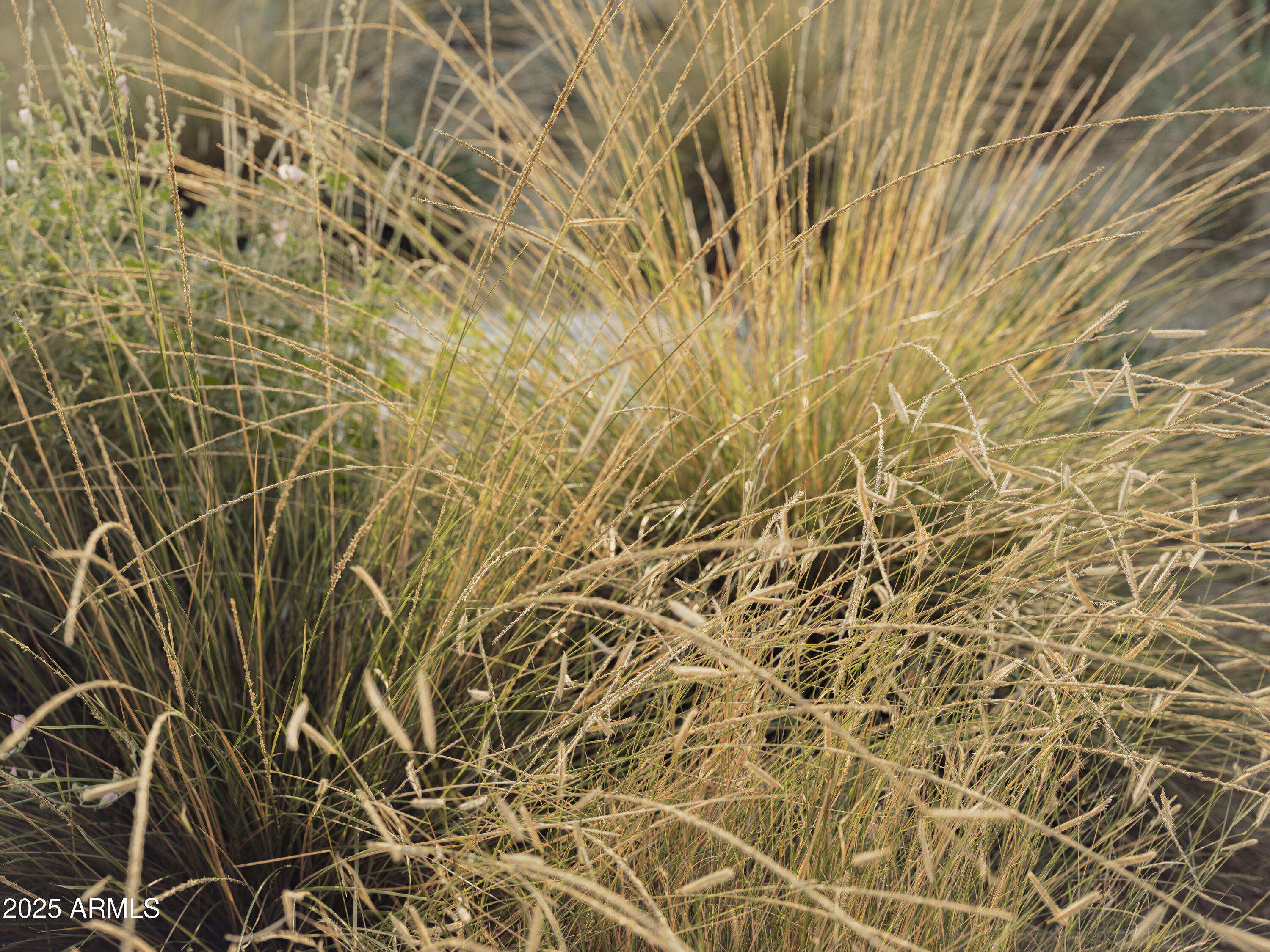 4747 E ARROYO VERDE Drive