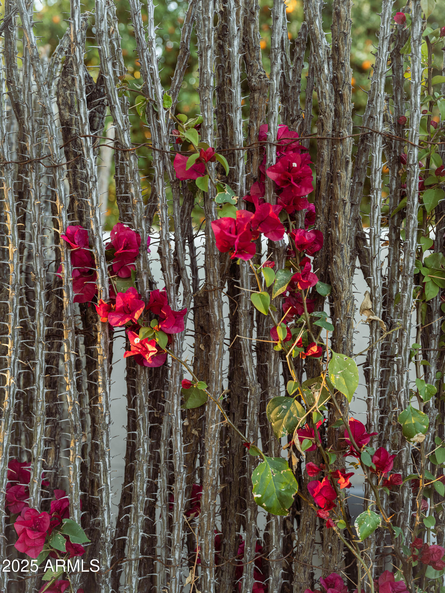 4747 E ARROYO VERDE Drive