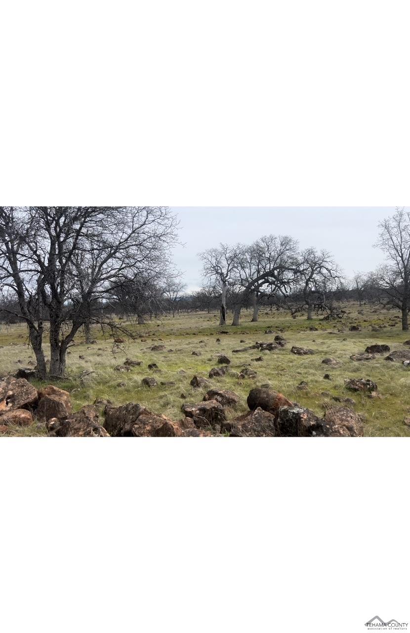 Buffalo Road