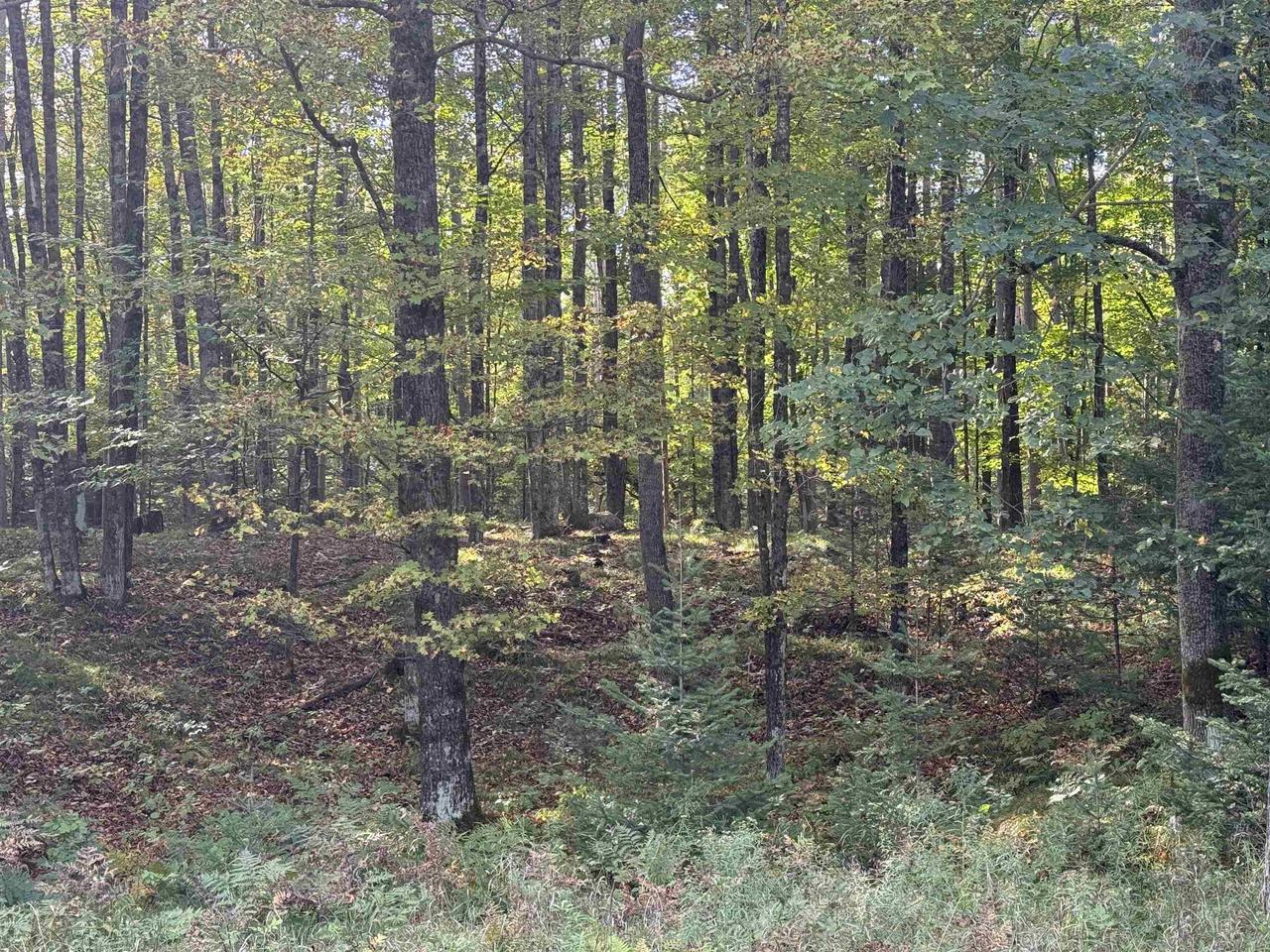 MAPLE LANE