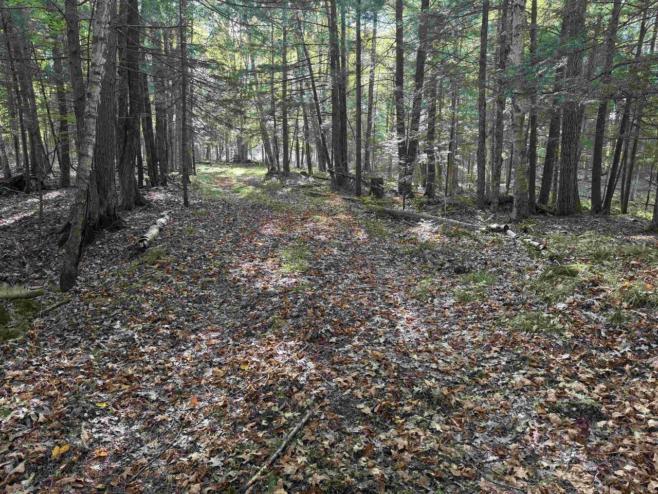 MAPLE LANE