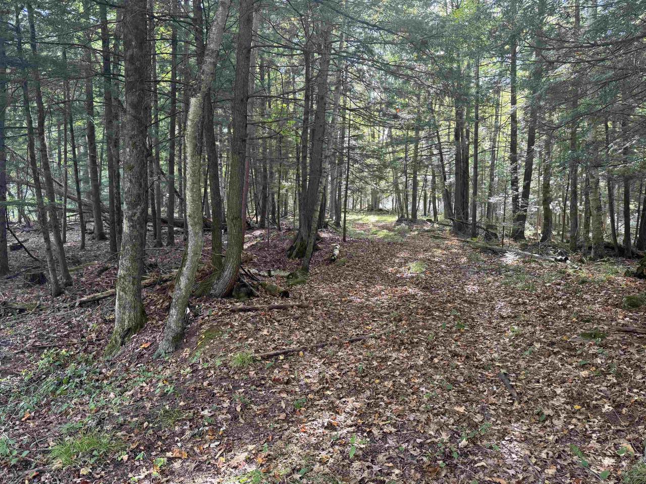 MAPLE LANE