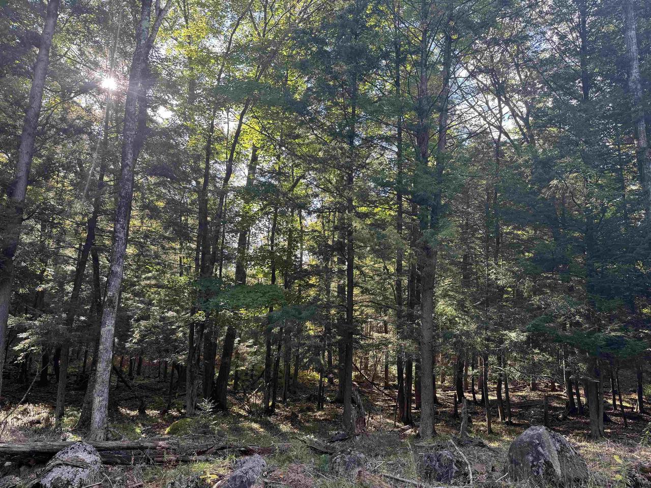 MAPLE LANE