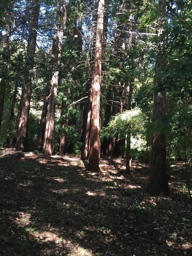 00 Redwood