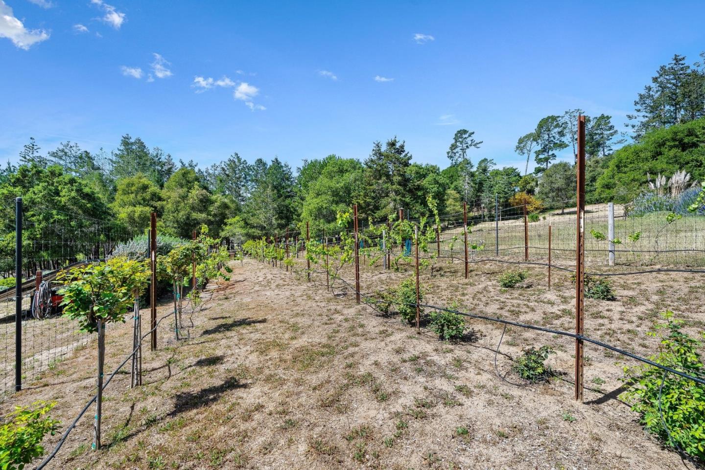 321 Pine Forest Drive