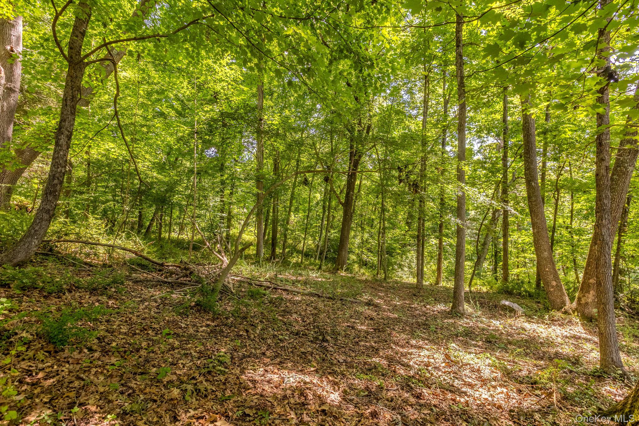 Woodin Lane