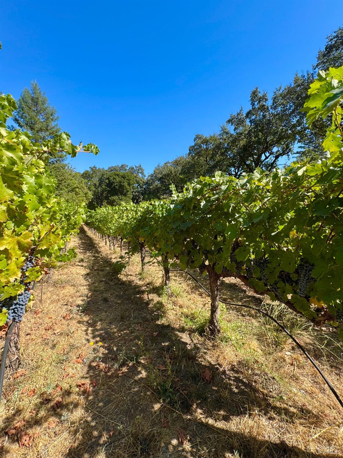 109 Glass Mountain Lane