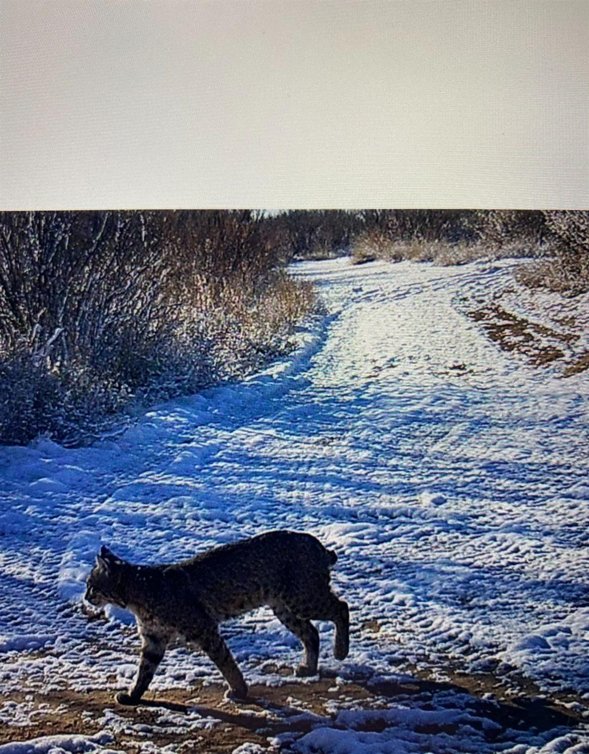 1825 County Road 595