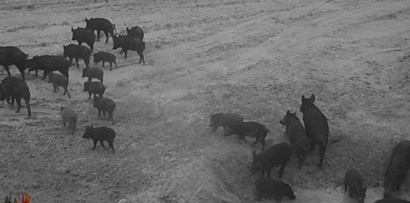 1825 County Road 595