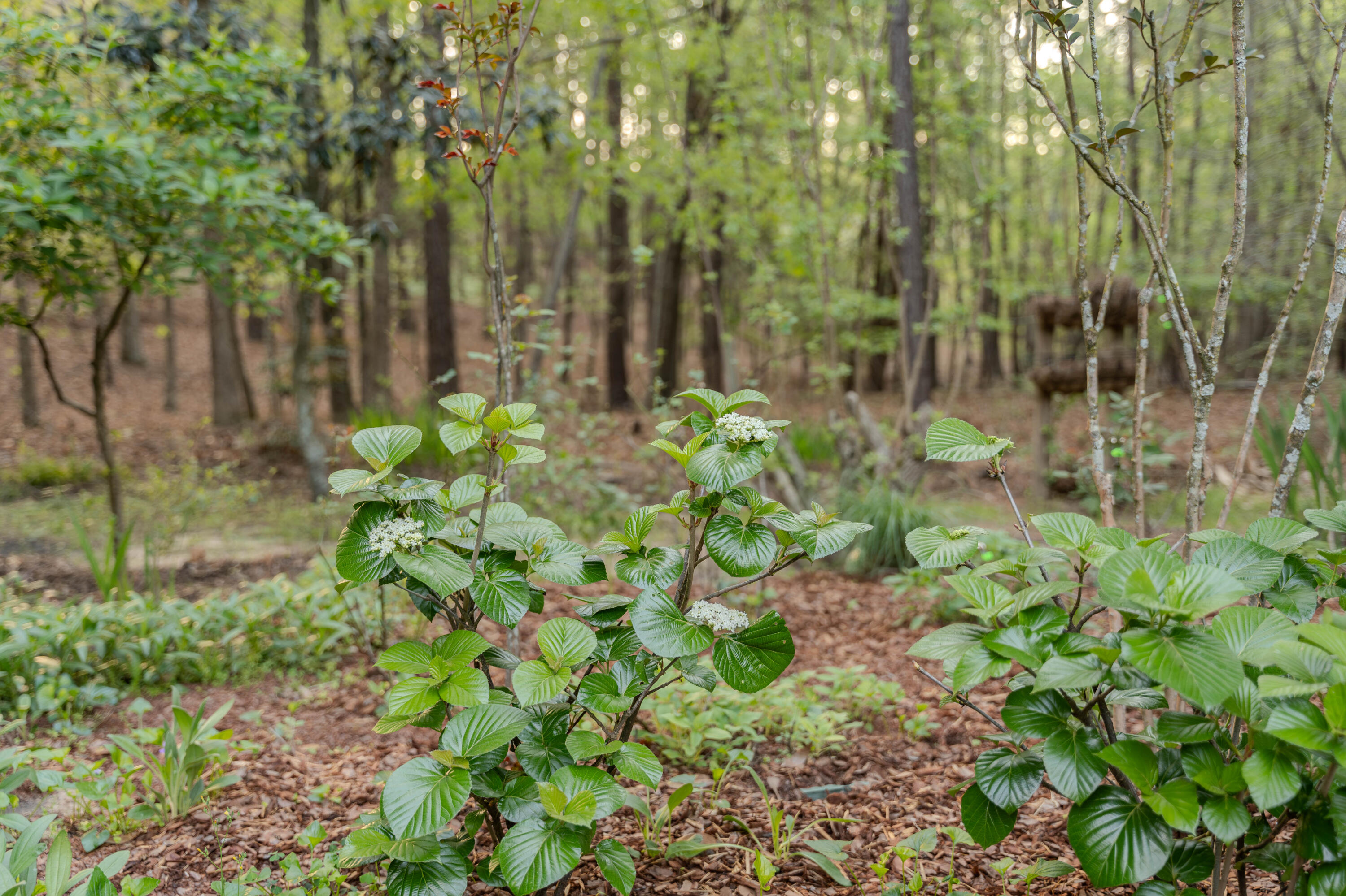 213 Birch Tree Circle